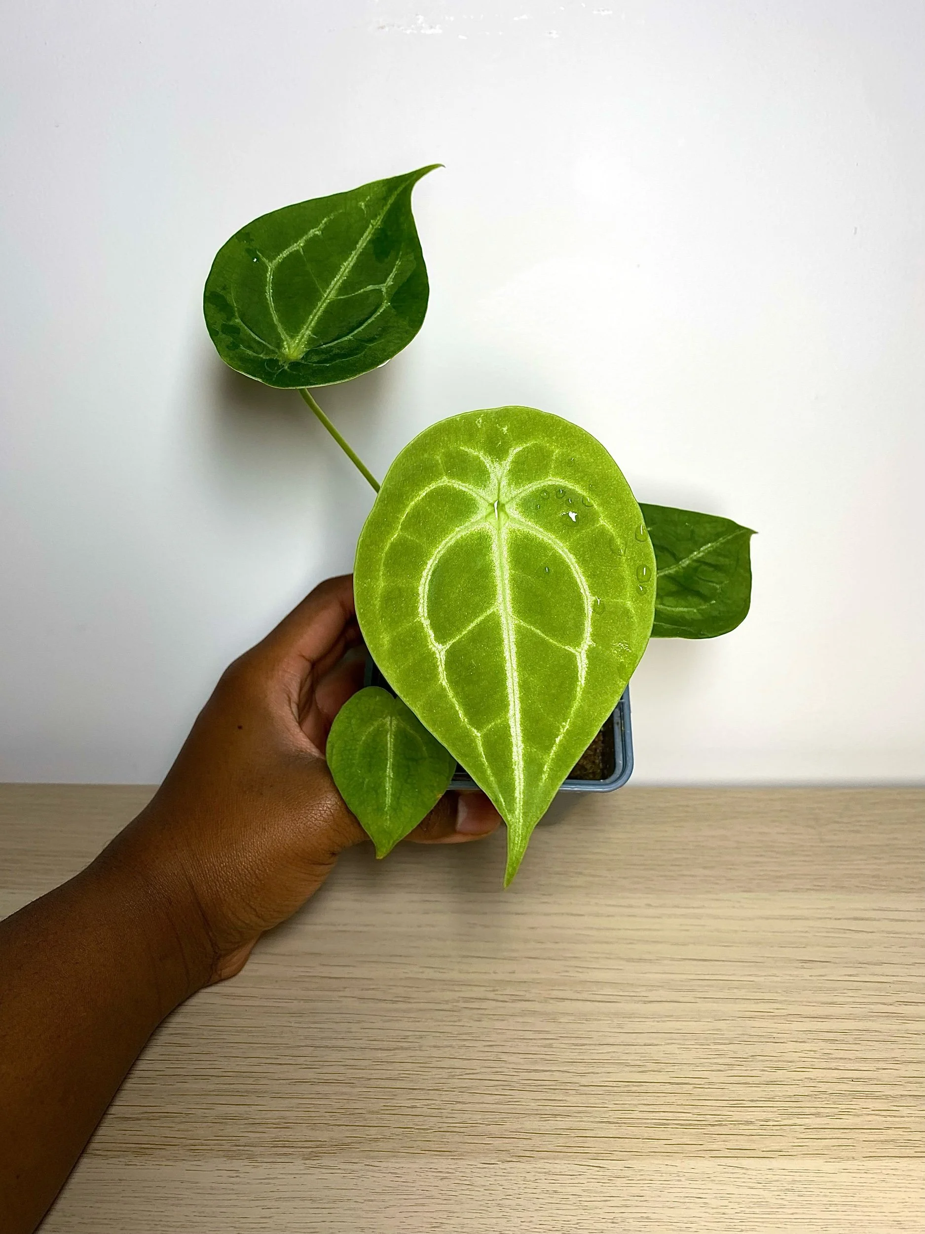 Anthurium Forgetii Silver