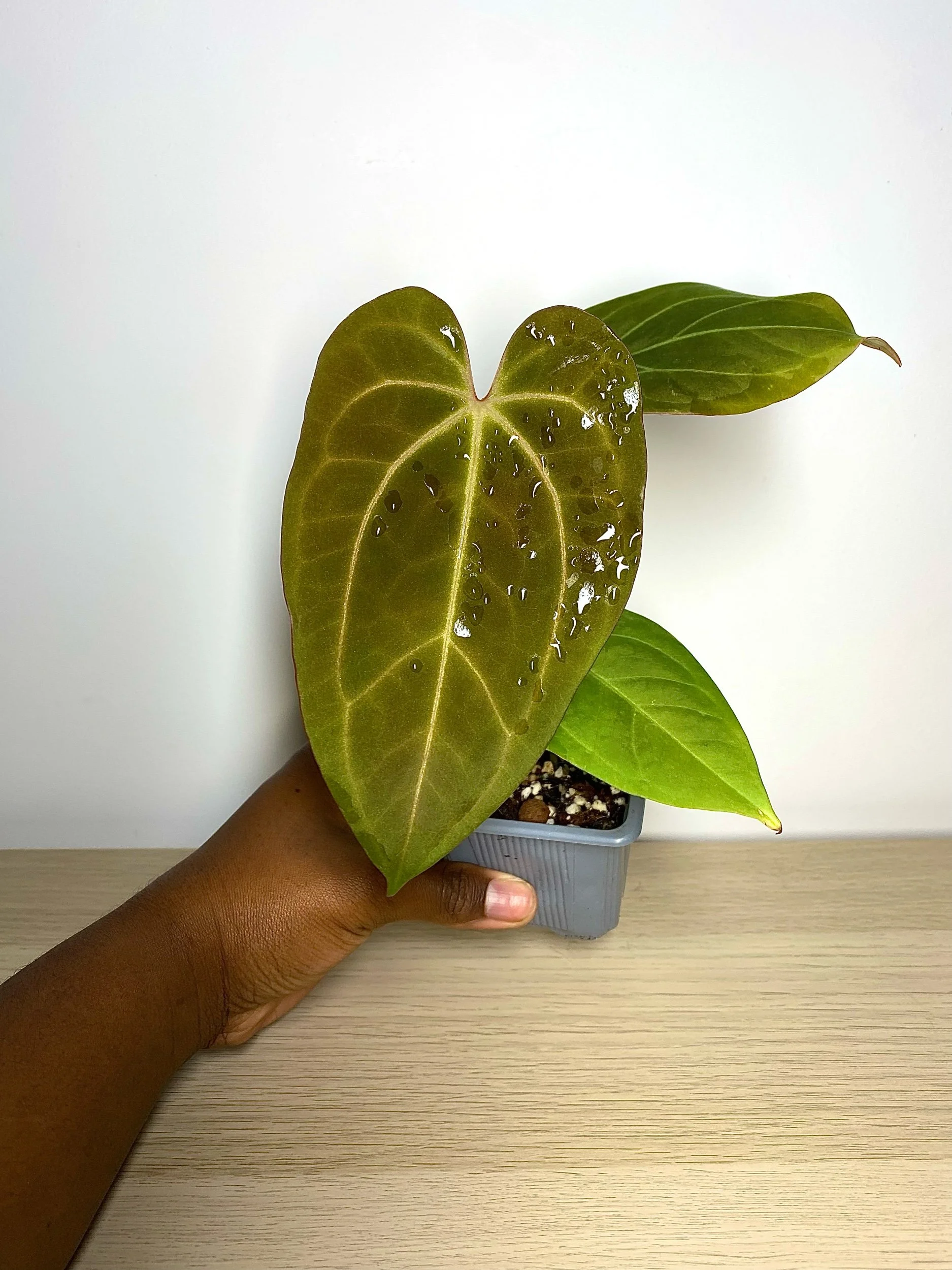 Anthurium Pap x Pap xone