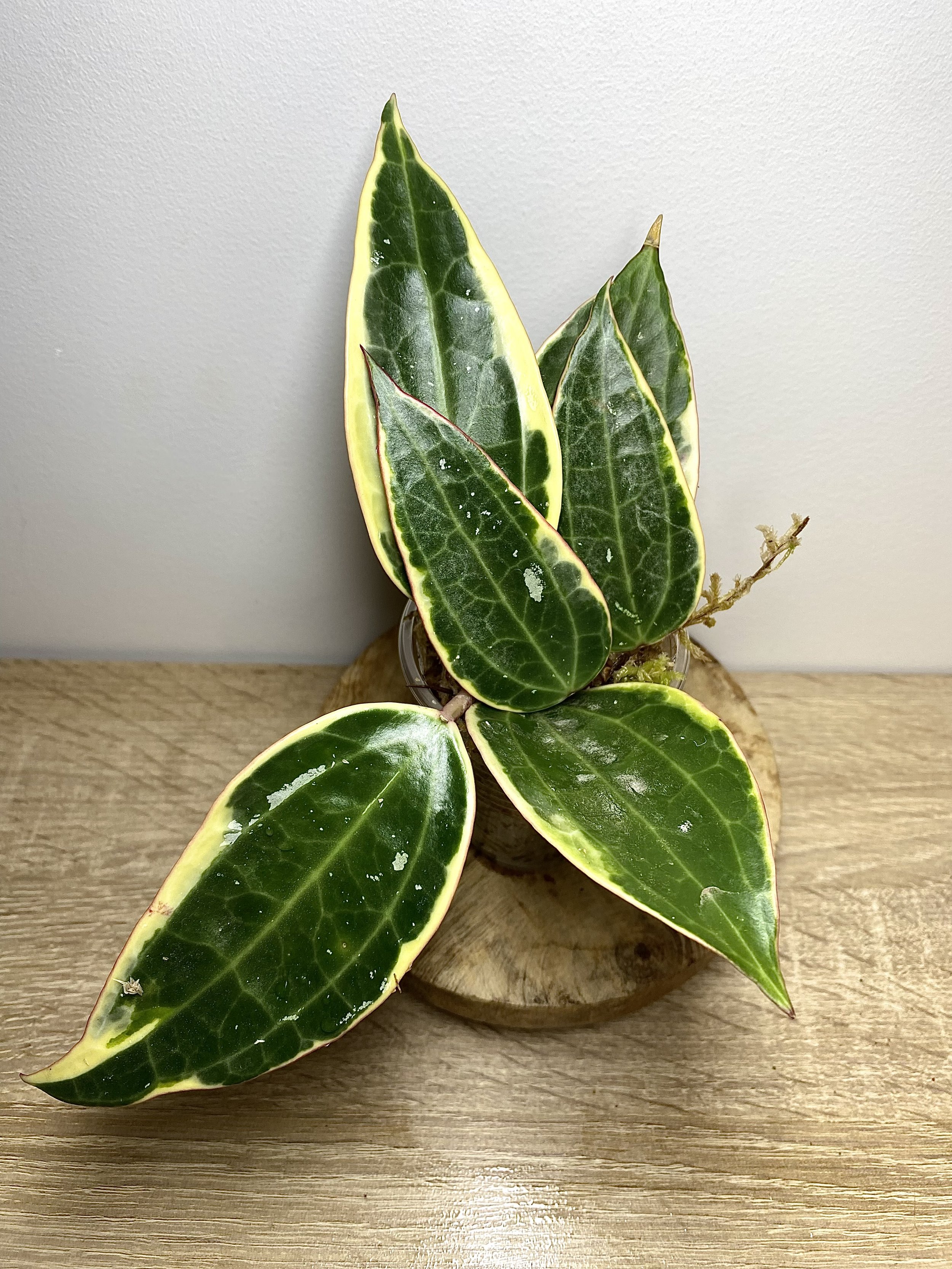 Hoya Albomarginata