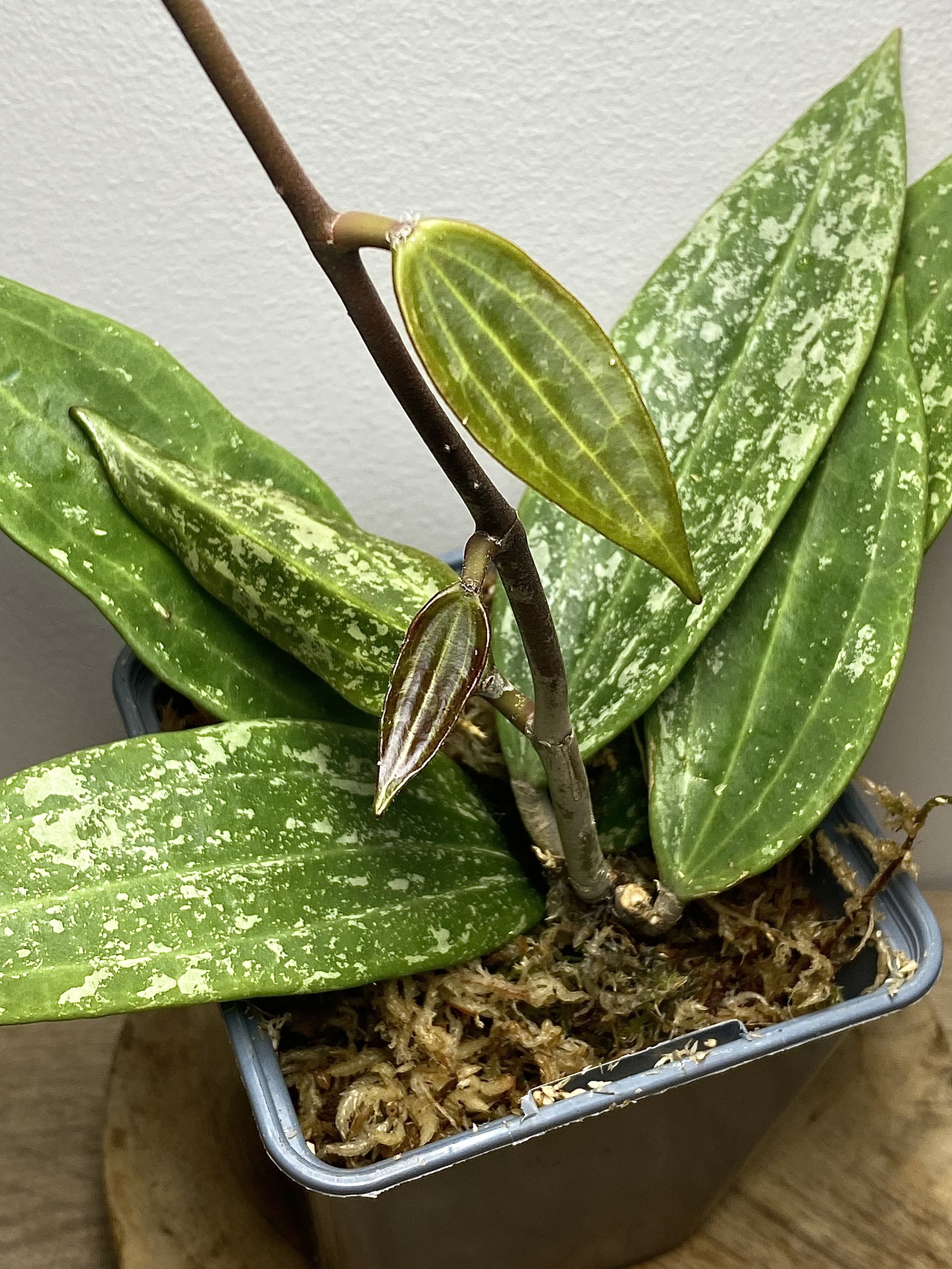 Hoya Rangsan