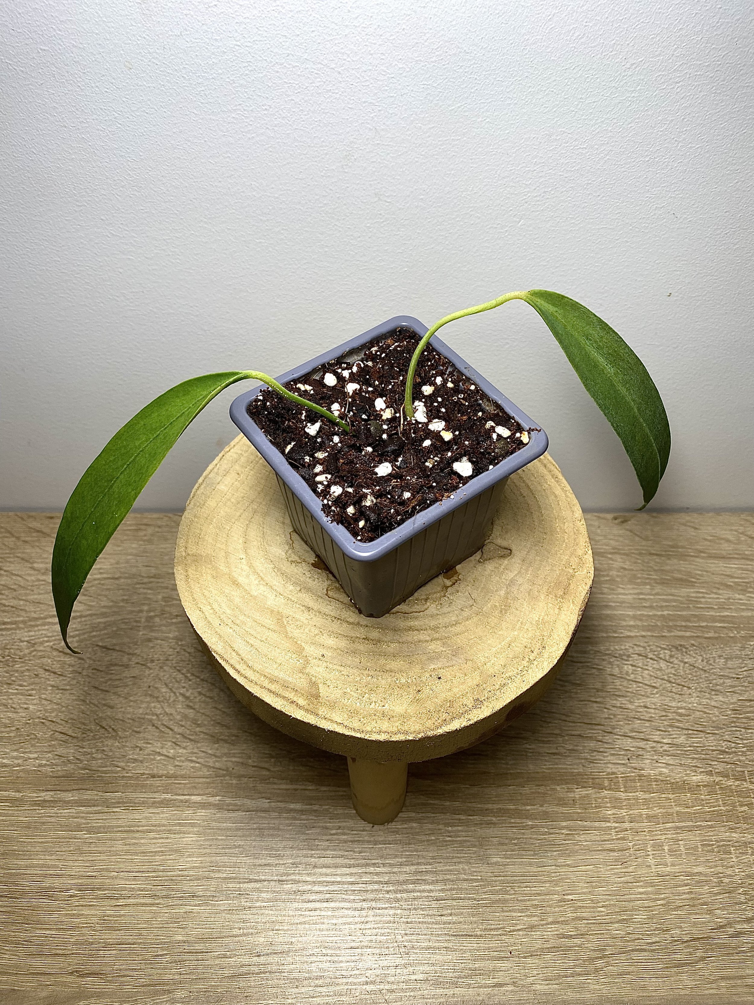 Anthurium Wendlingeri