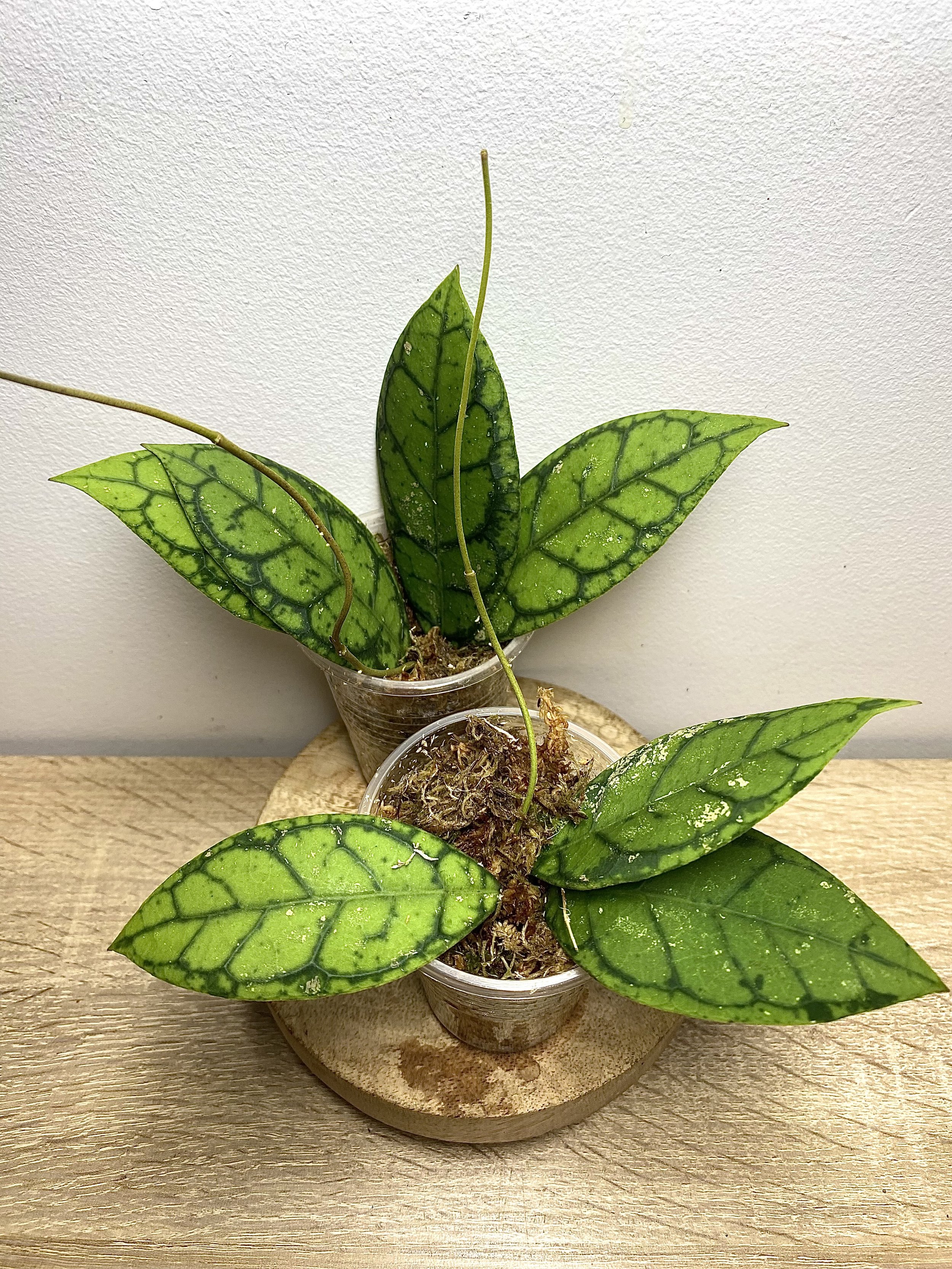 Hoya Callistophylla
