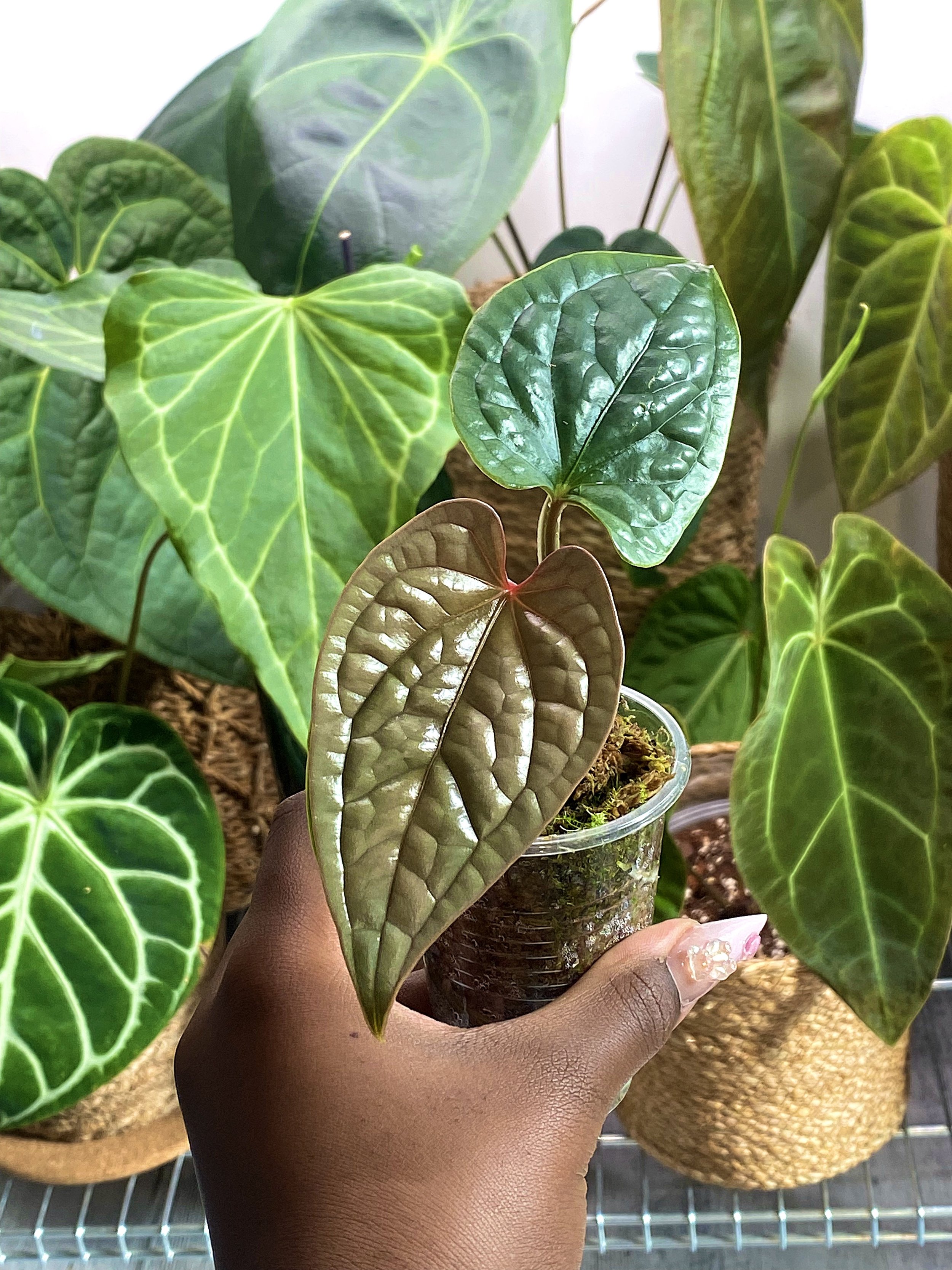 Anthurium Luxurians