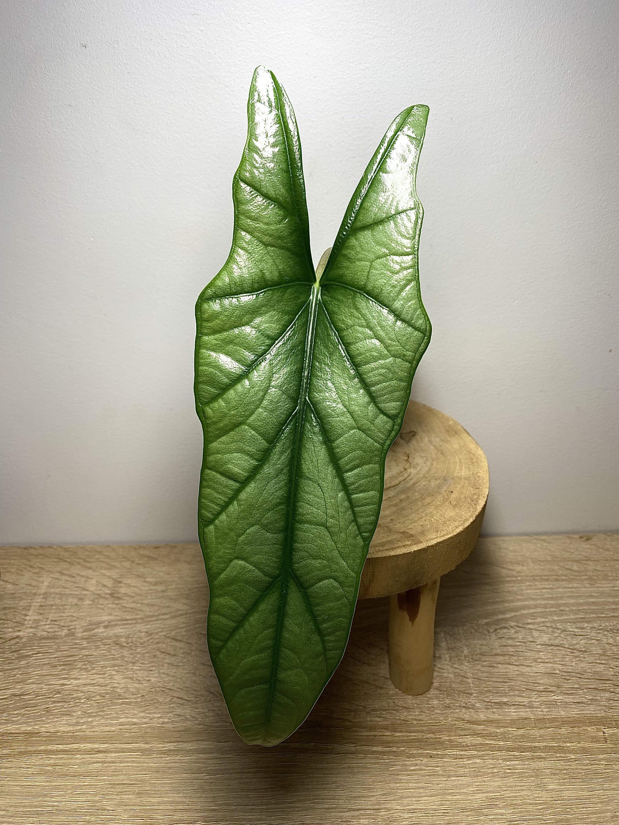 Alocasia Heterophylla