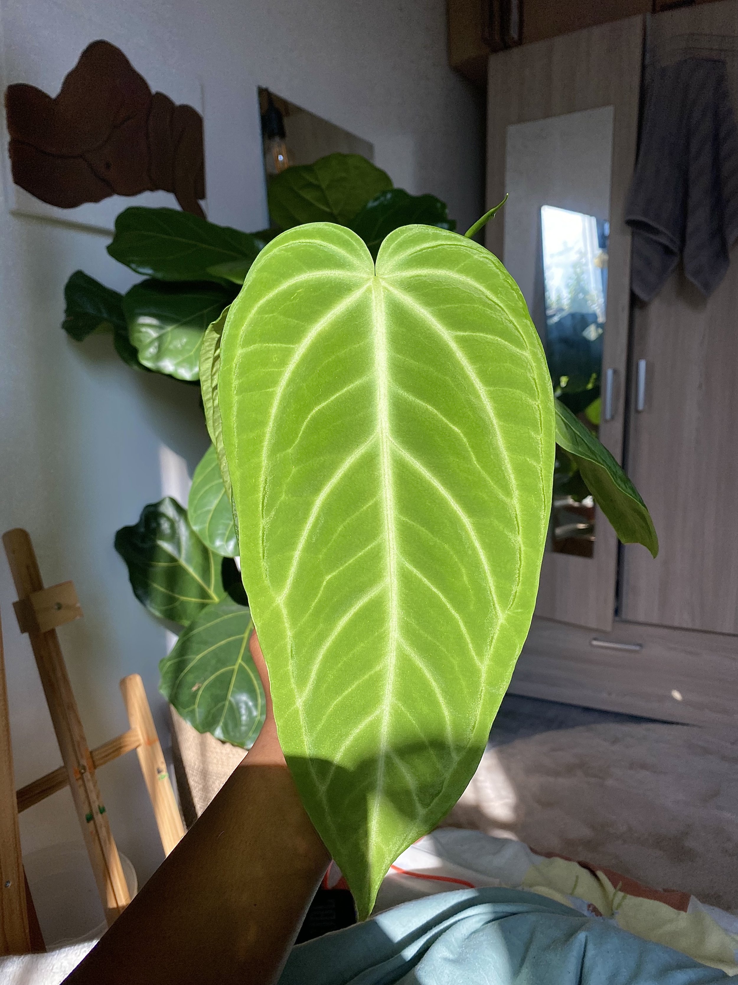 Anthurium Villenaorum