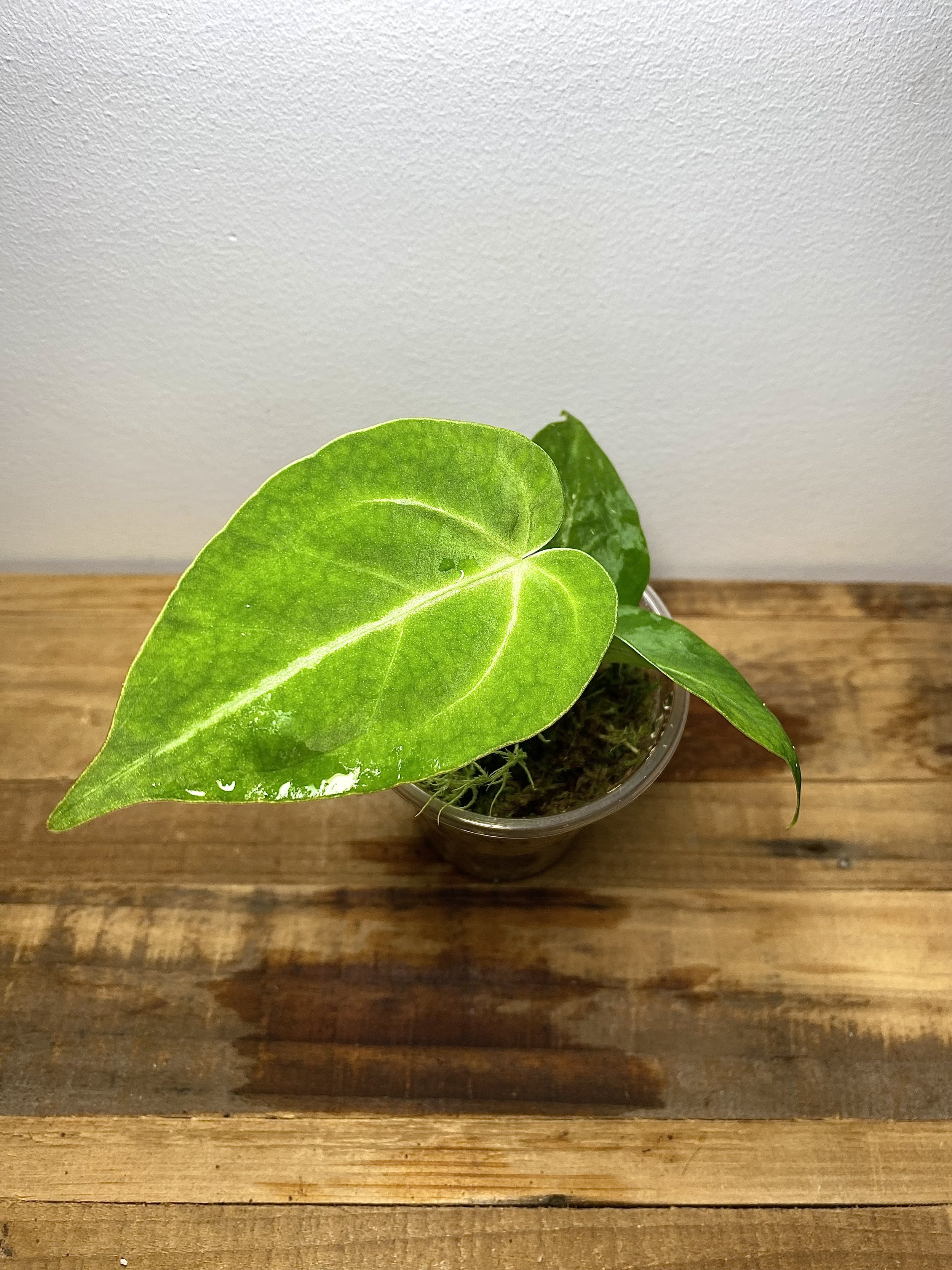 Anthurium Magnificum