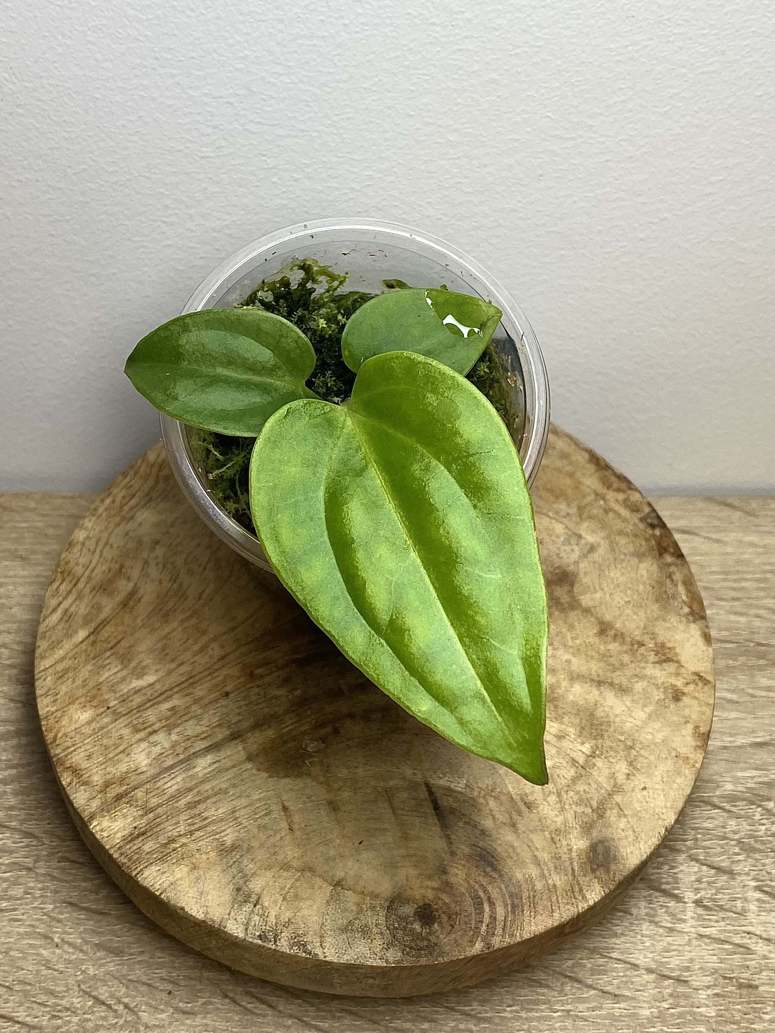 Anthurium Villenaorum x Luxurians