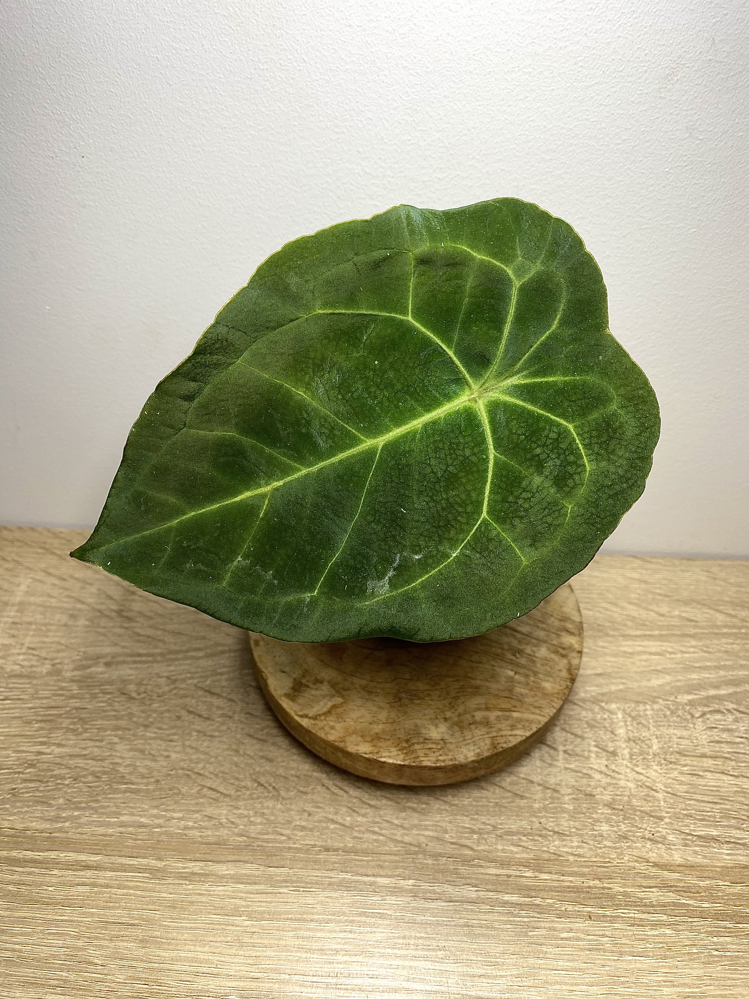 Anthurium Besseae Aff x Forgetii