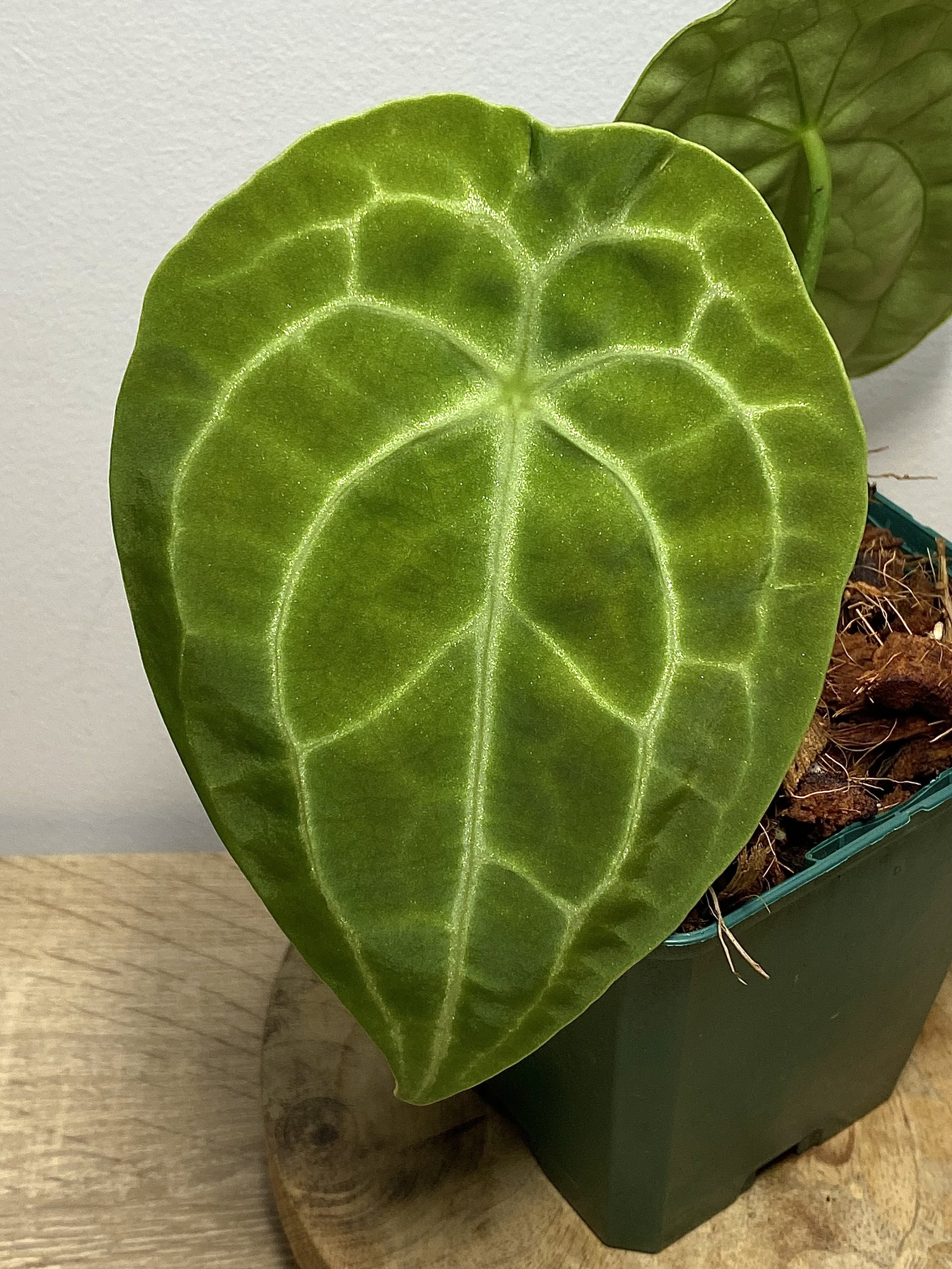 Anthurium Forgetii Silver