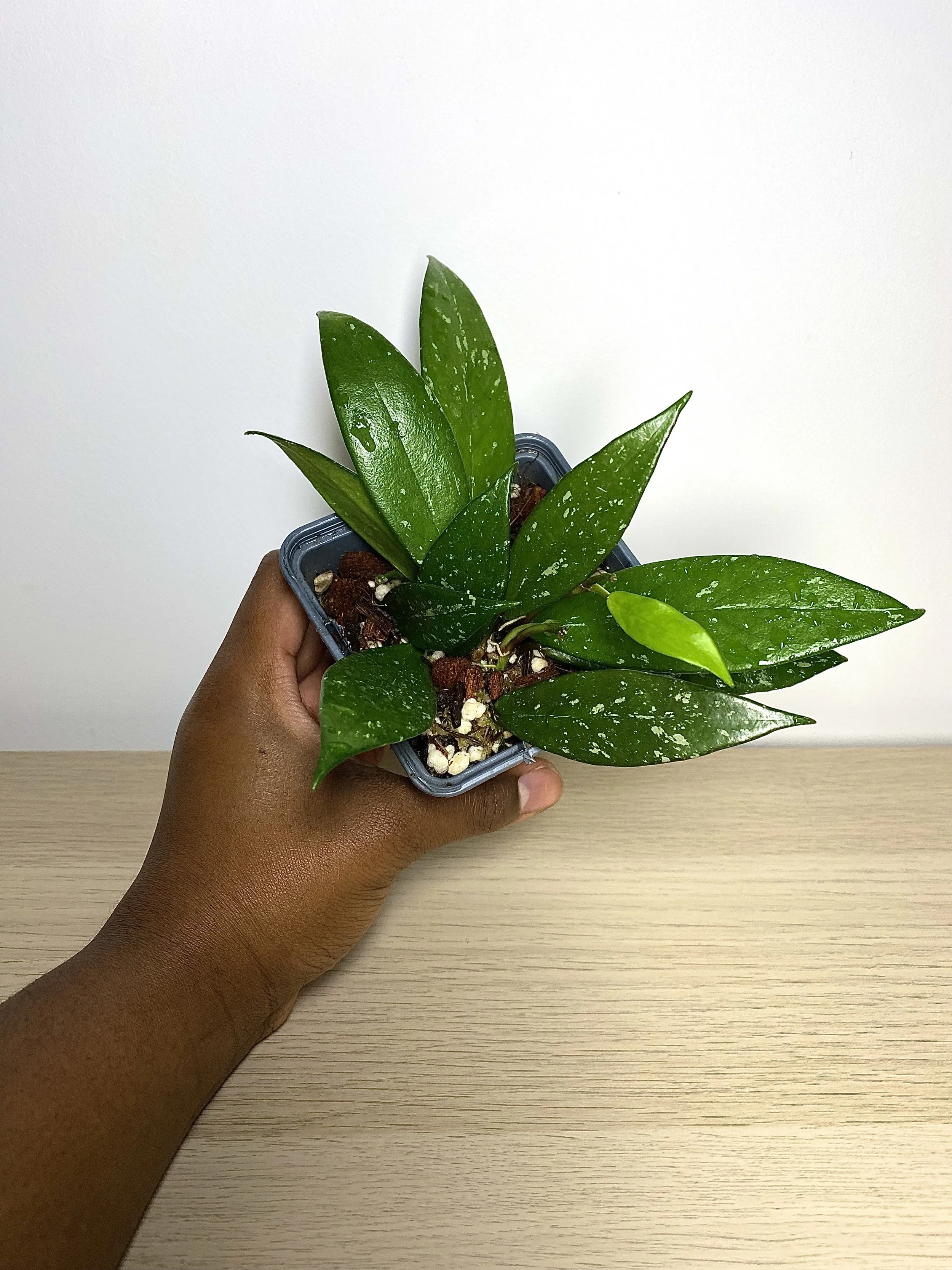 IMG_5302.jpeg