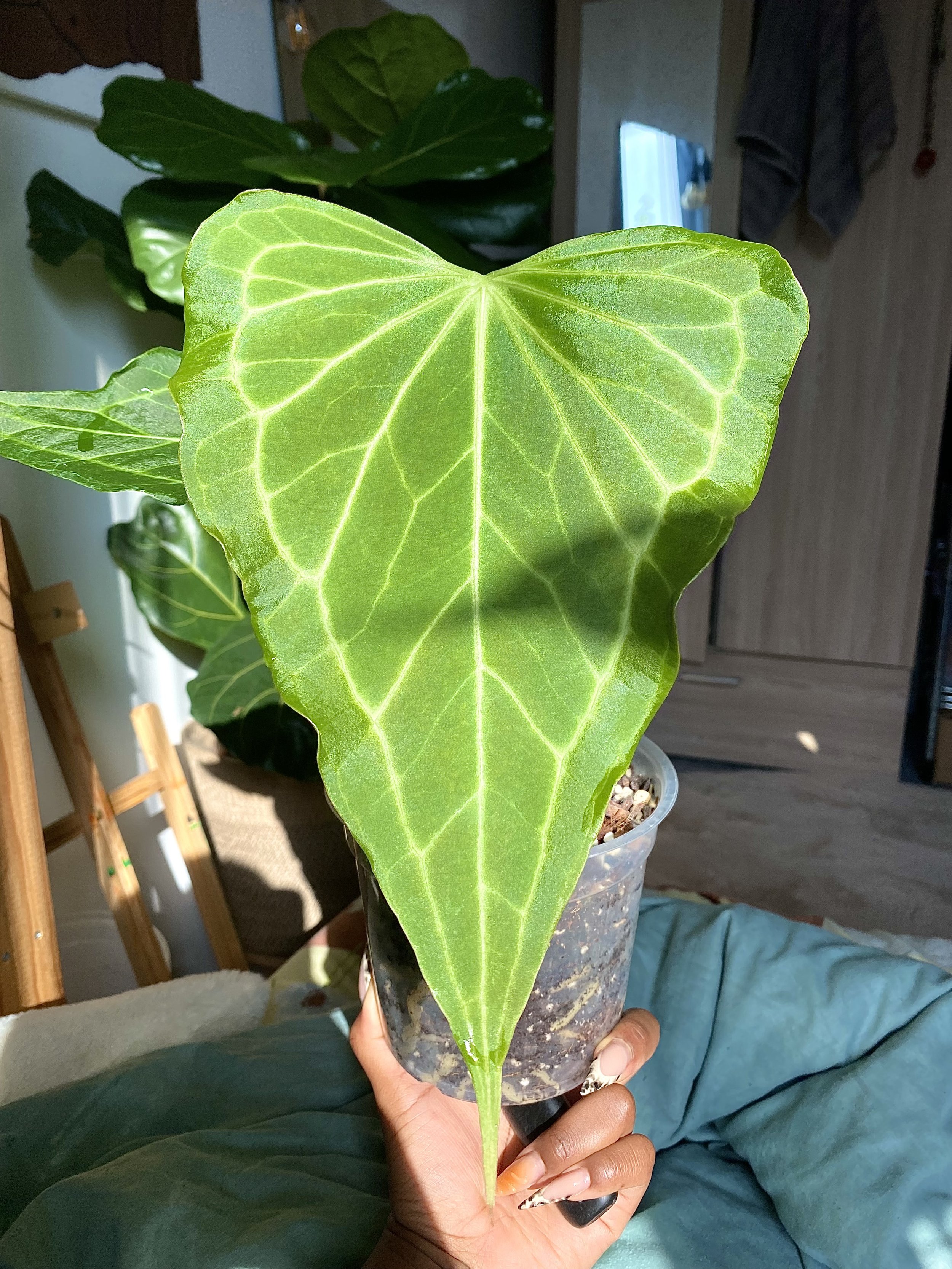 Anthurium Delta force