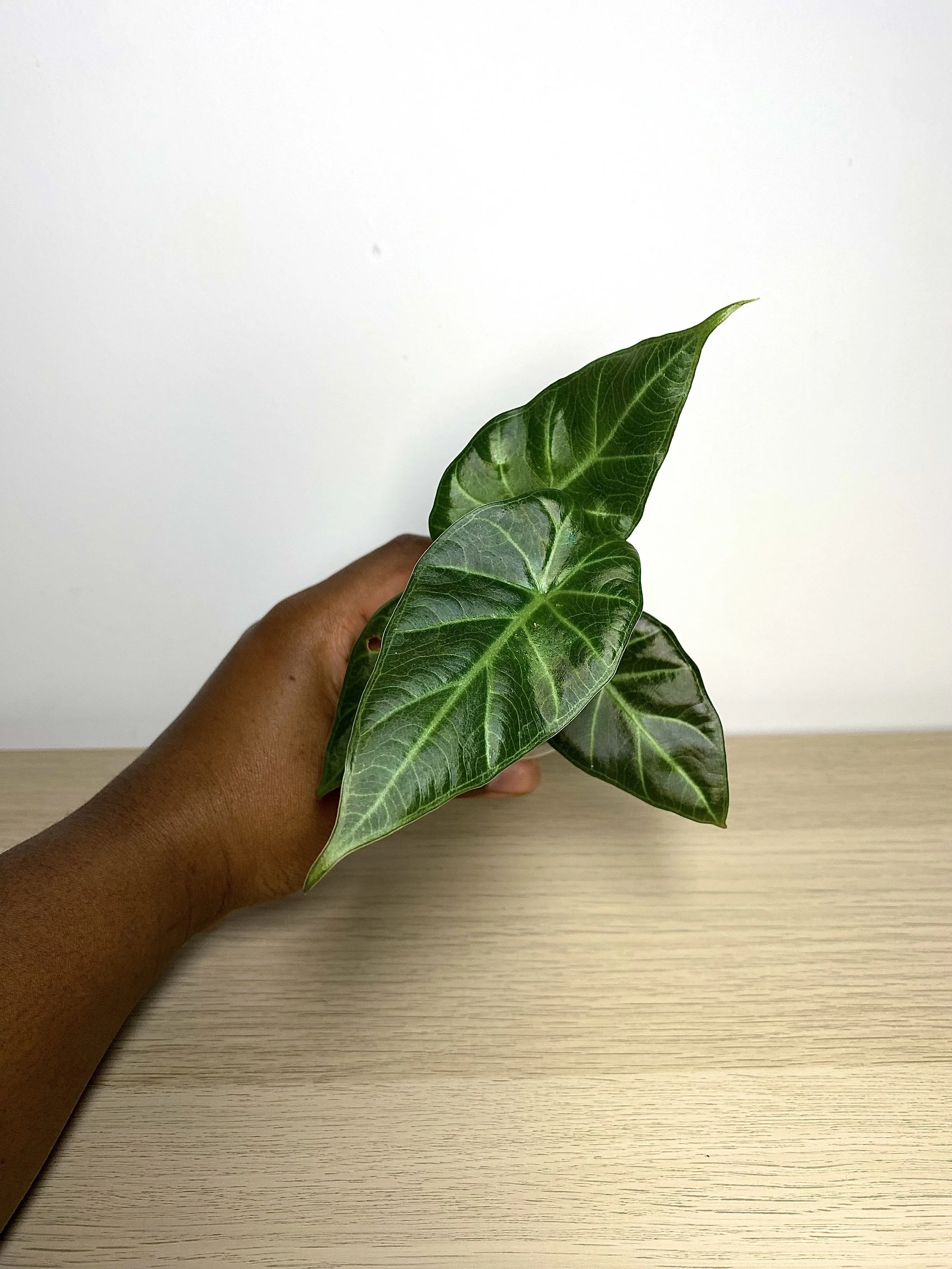 Alocasia Regal Shield