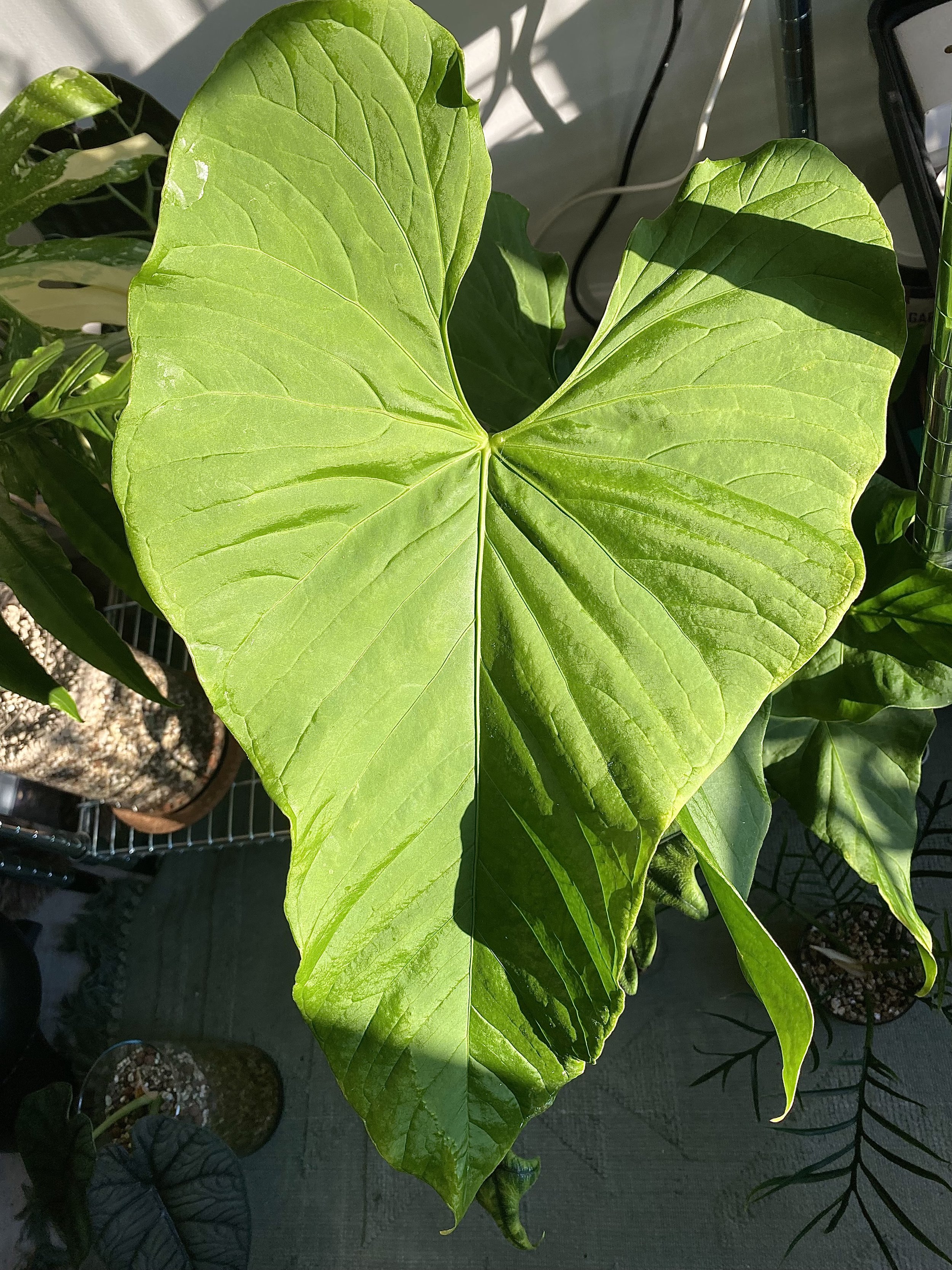 Anthurium Balaoanum