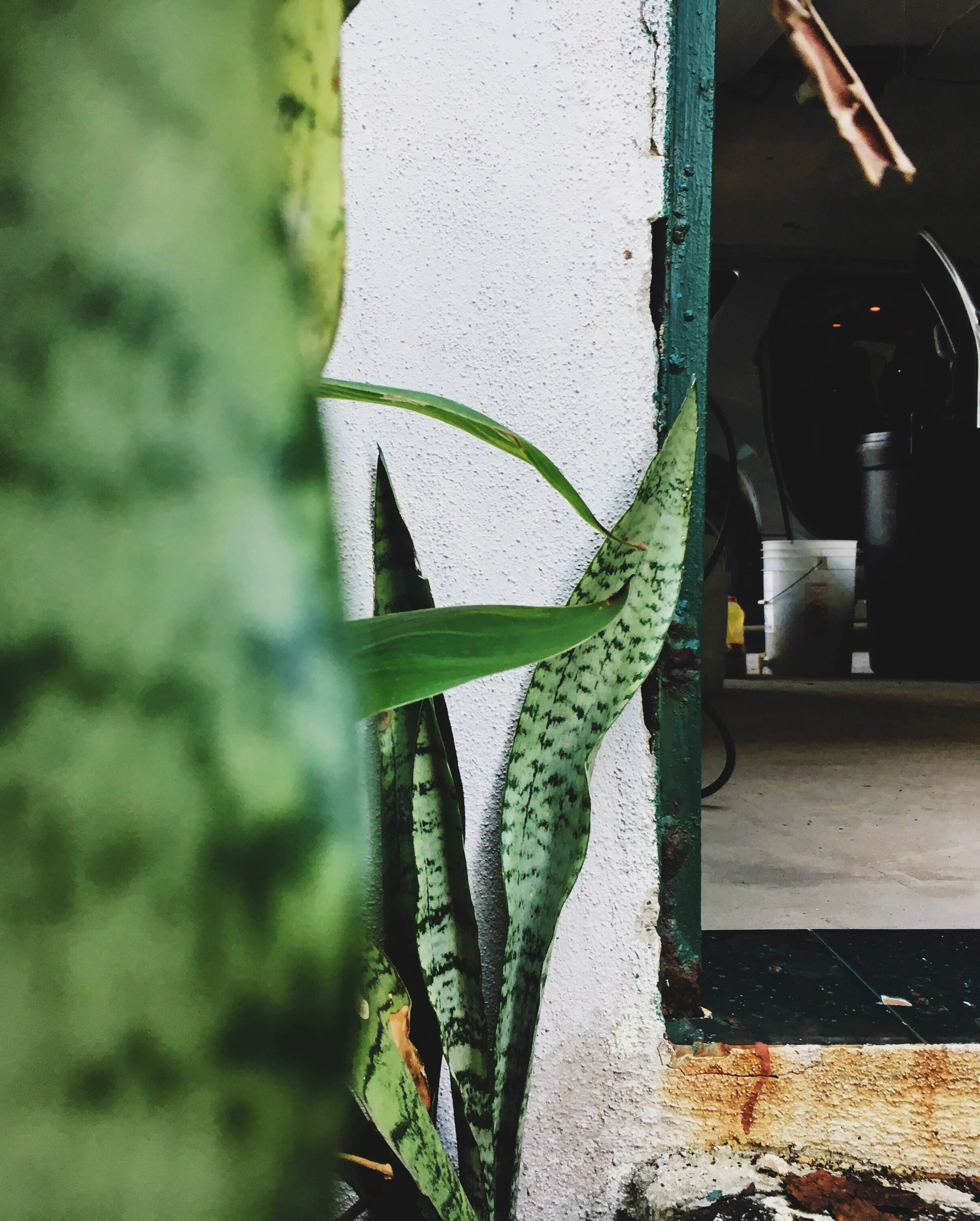 close-up-plant (1).jpg