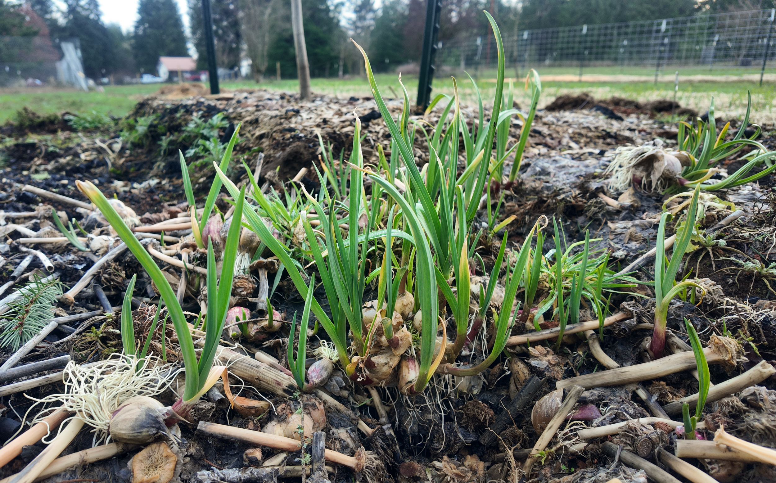 Garlic growing in defiance in open air on top of a compost pile.
