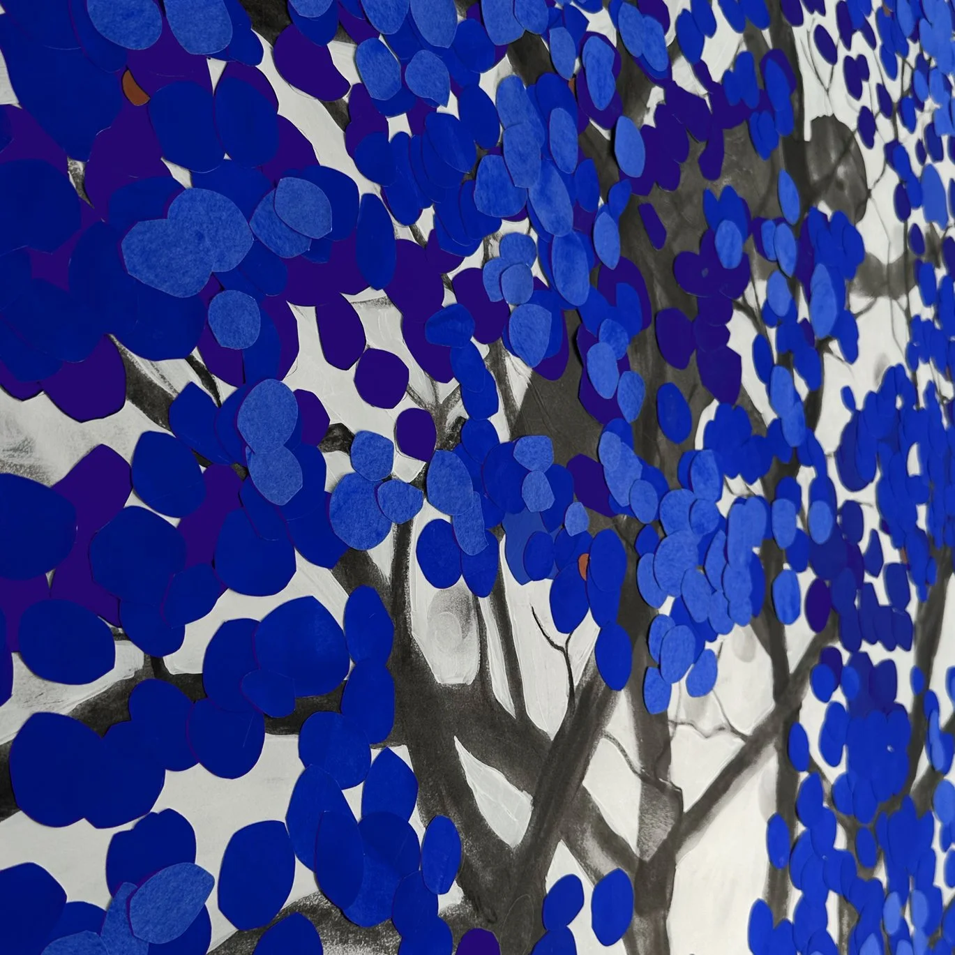 Sycamore Close up.jpg