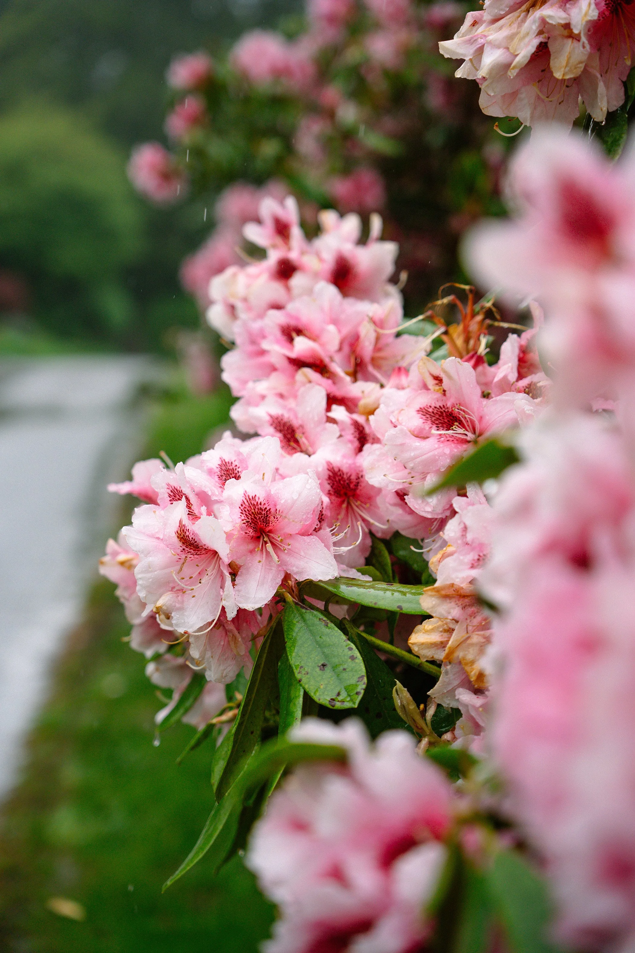 blarneyflower.jpg