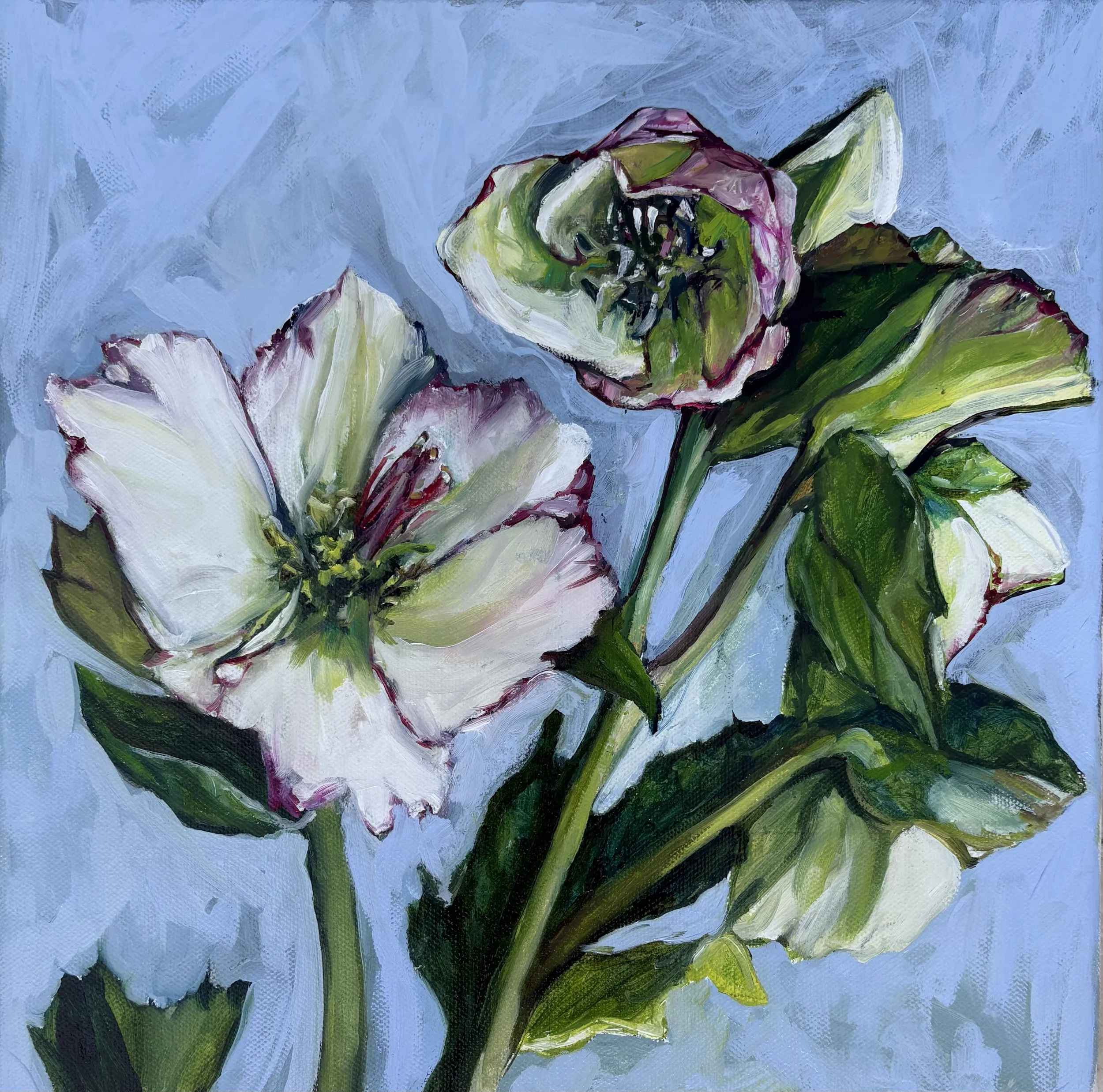  Helleborus (2)  
   N/A