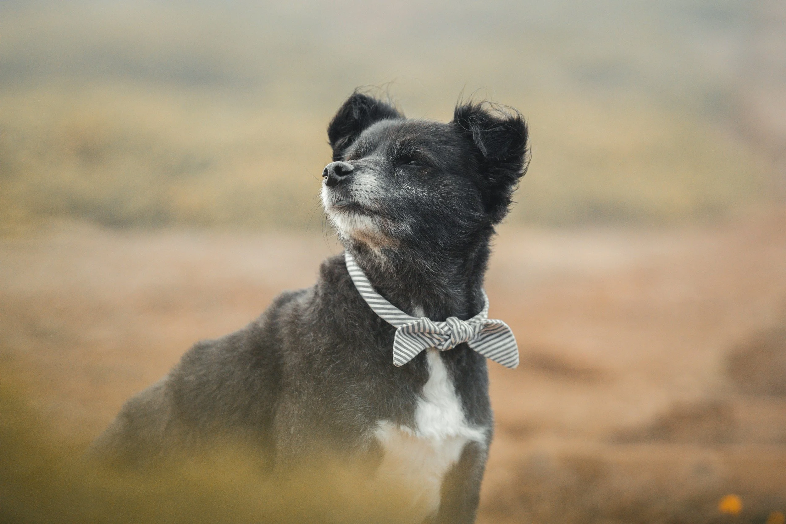 small dog enjoying a bay area hike