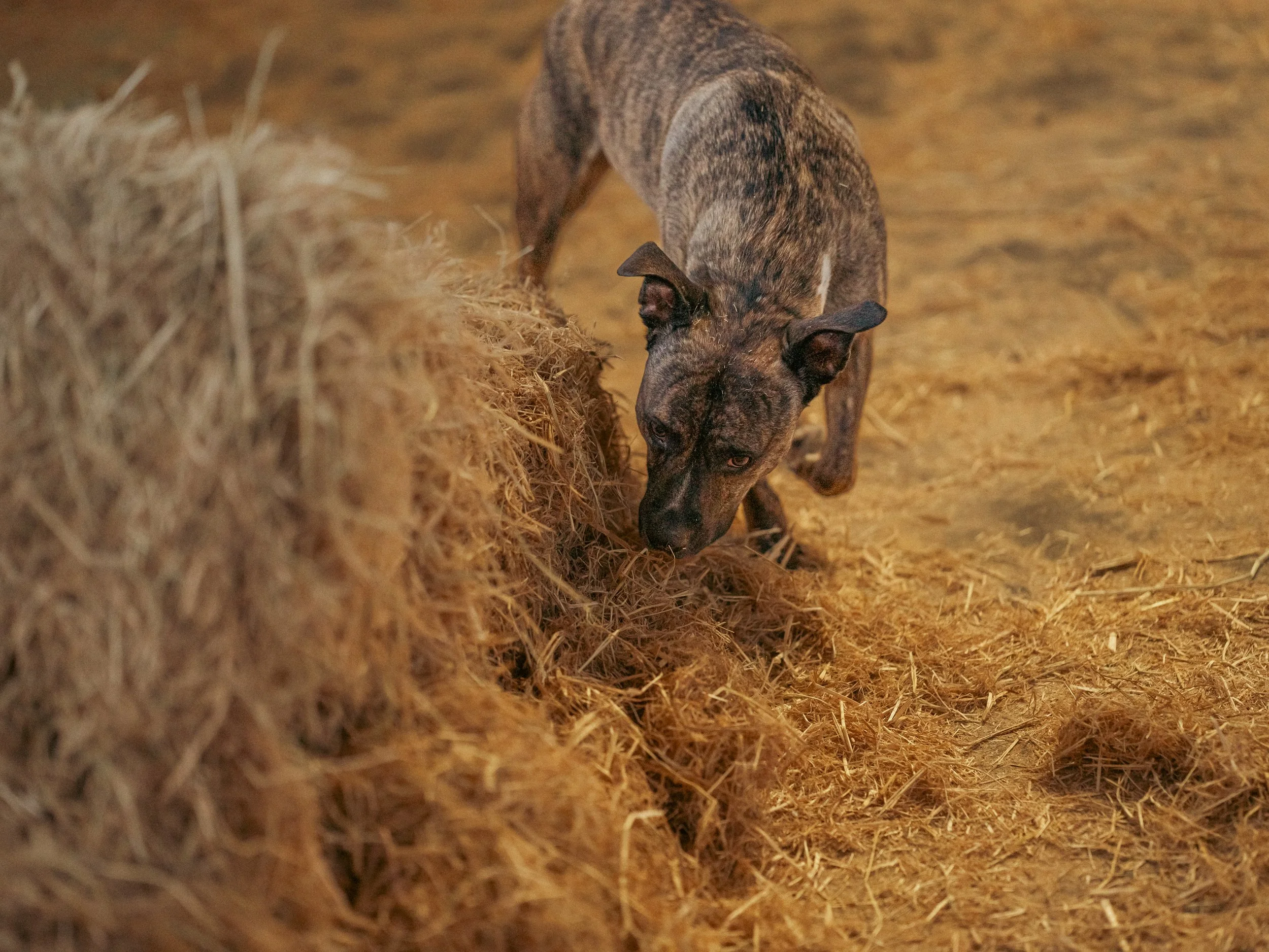 Dog Training Through Sports: Boosting Engagement, Bonding, and Enrichment