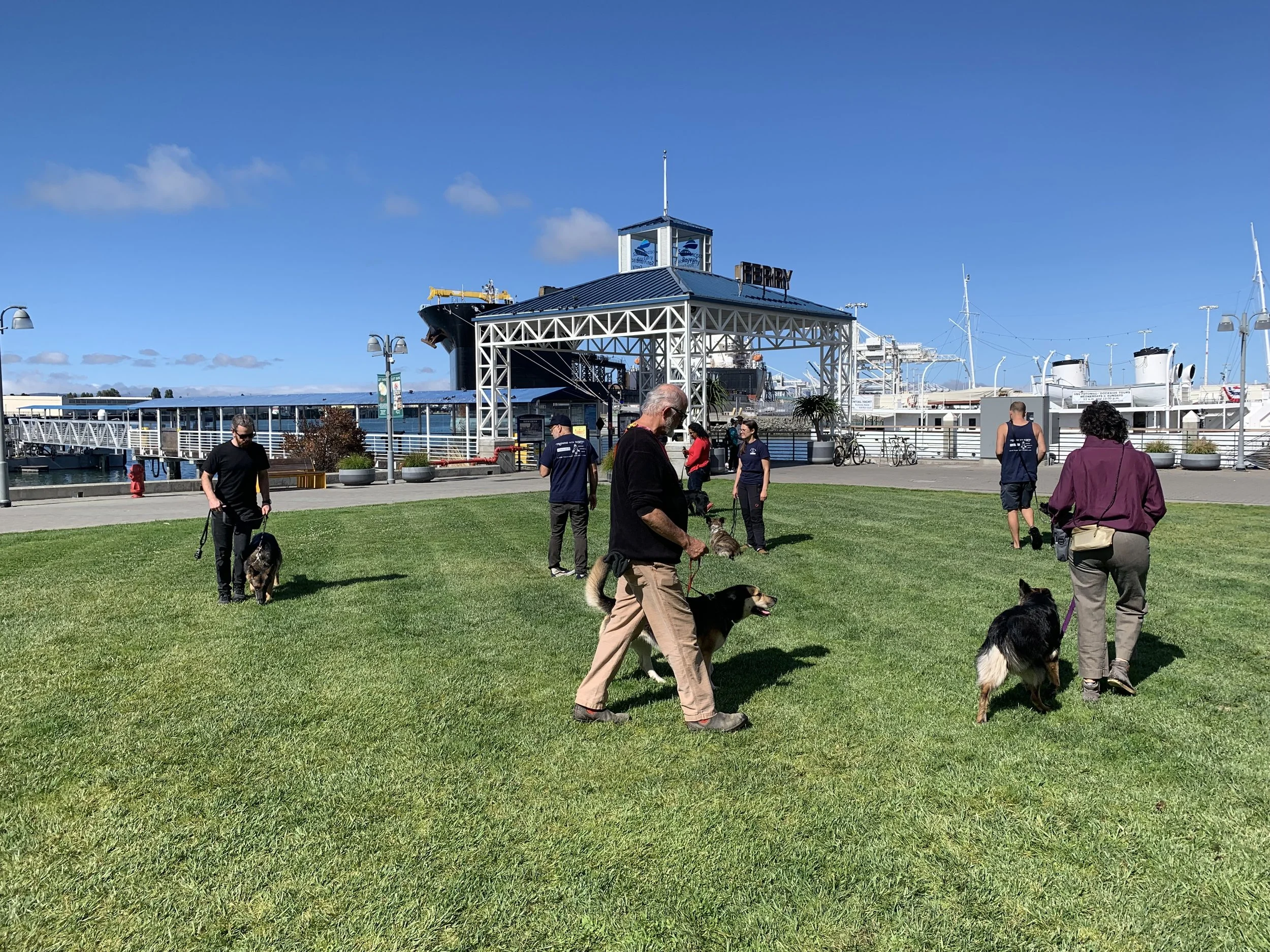 Why Dog Training Classes Might Be the Right Fit for You
