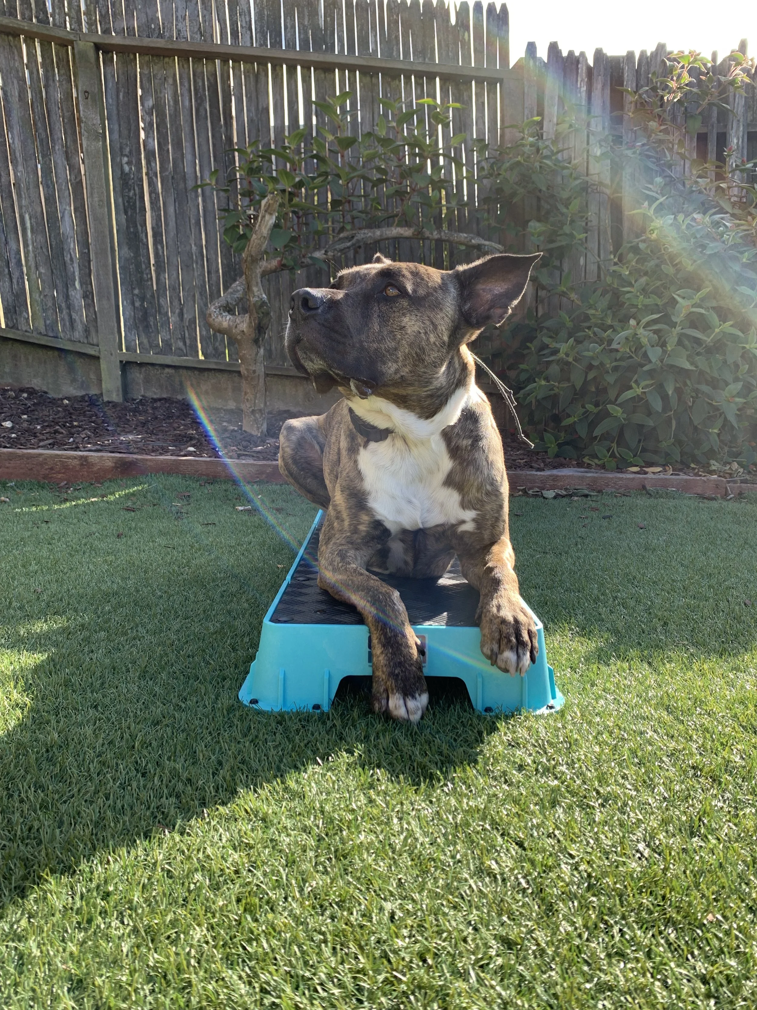 Setting Your Dog Up for Success: Foundations for Effective Dog Training