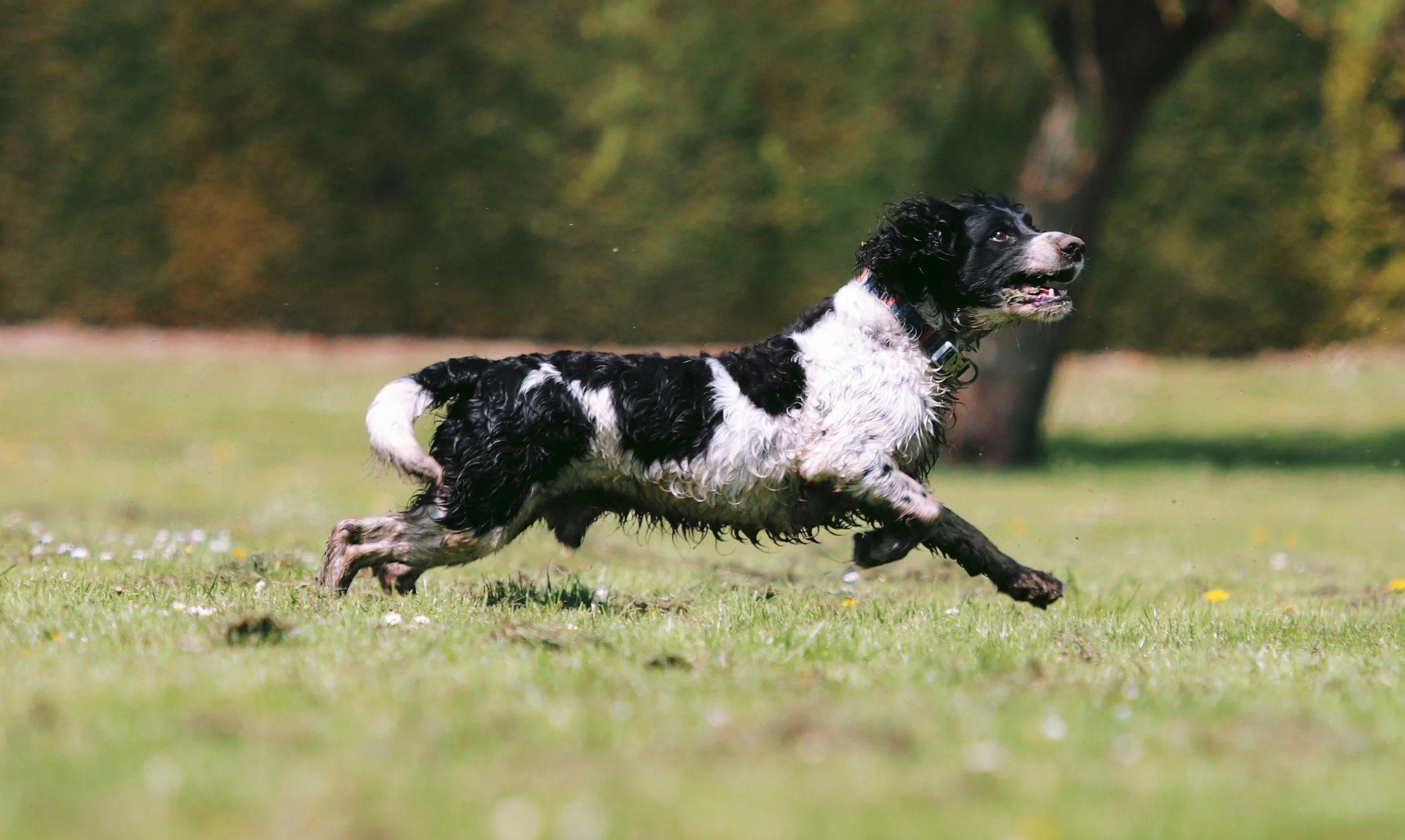 work-for-dogs
