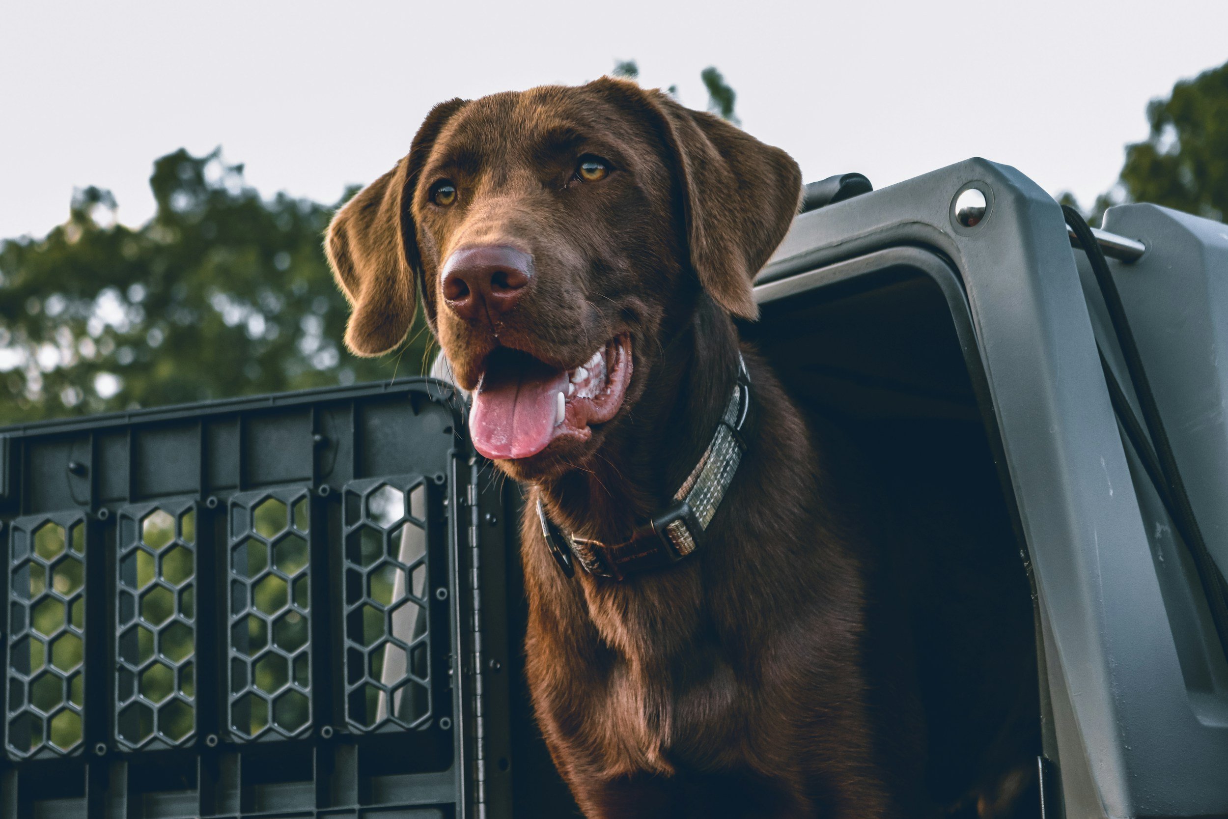 working-dogs