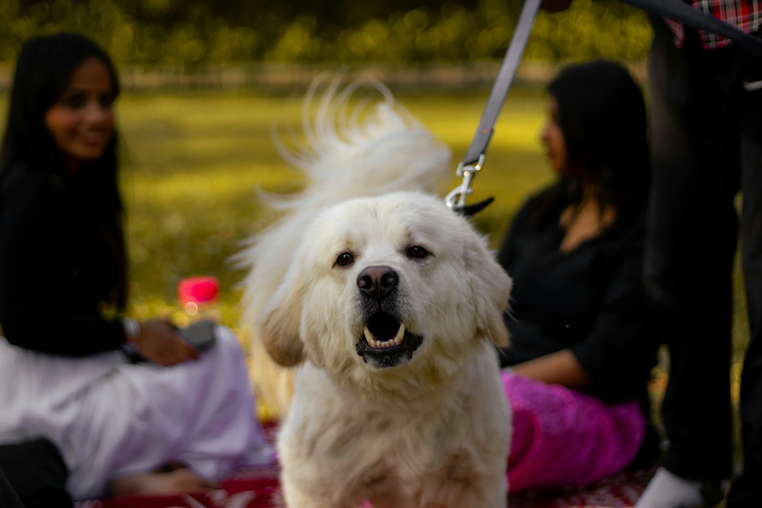 Your Dog's Reactivity Isn't Getting Worse. Spring Just Exposed It.