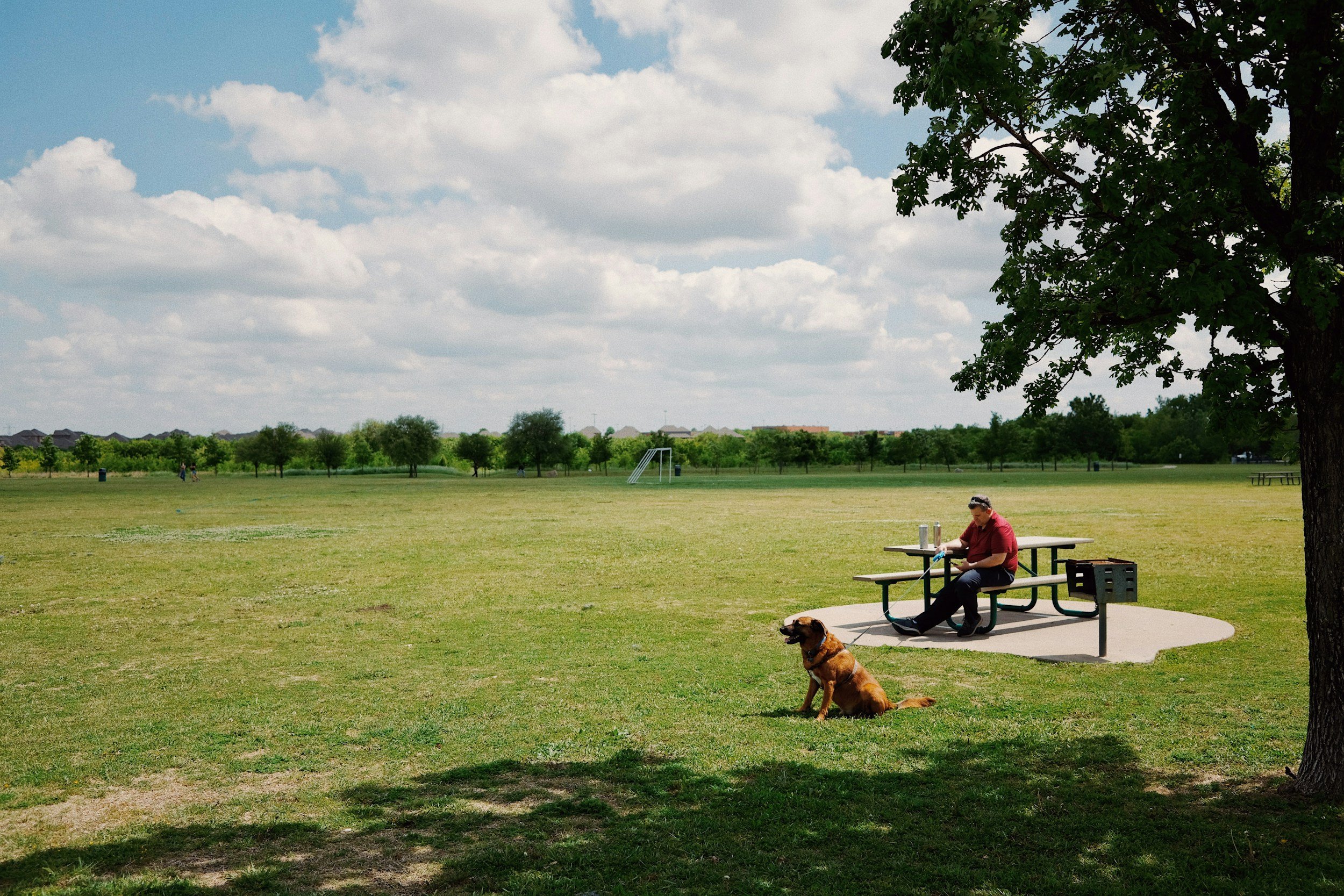 training-classes-for-dogs