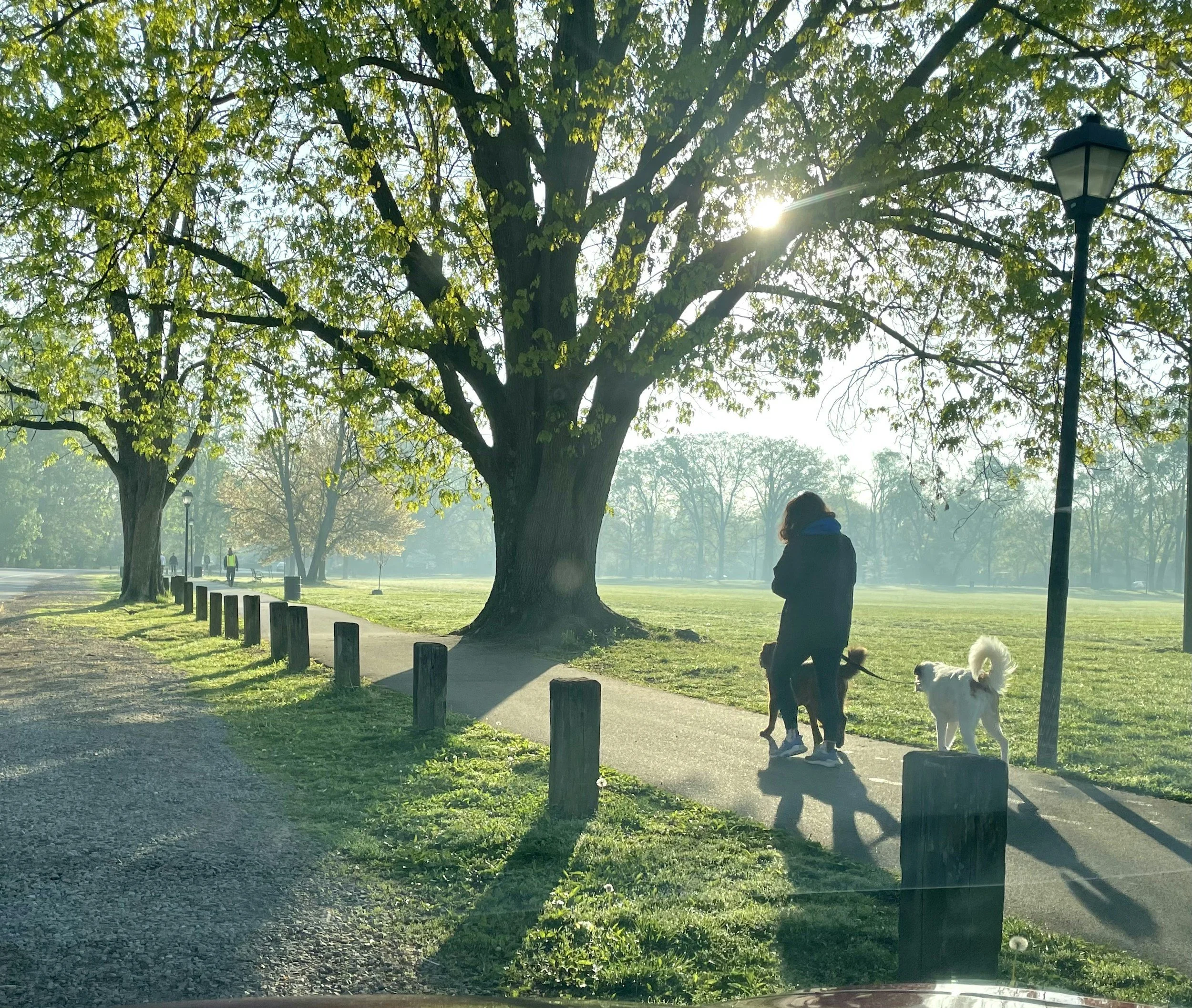 dog-training-classes