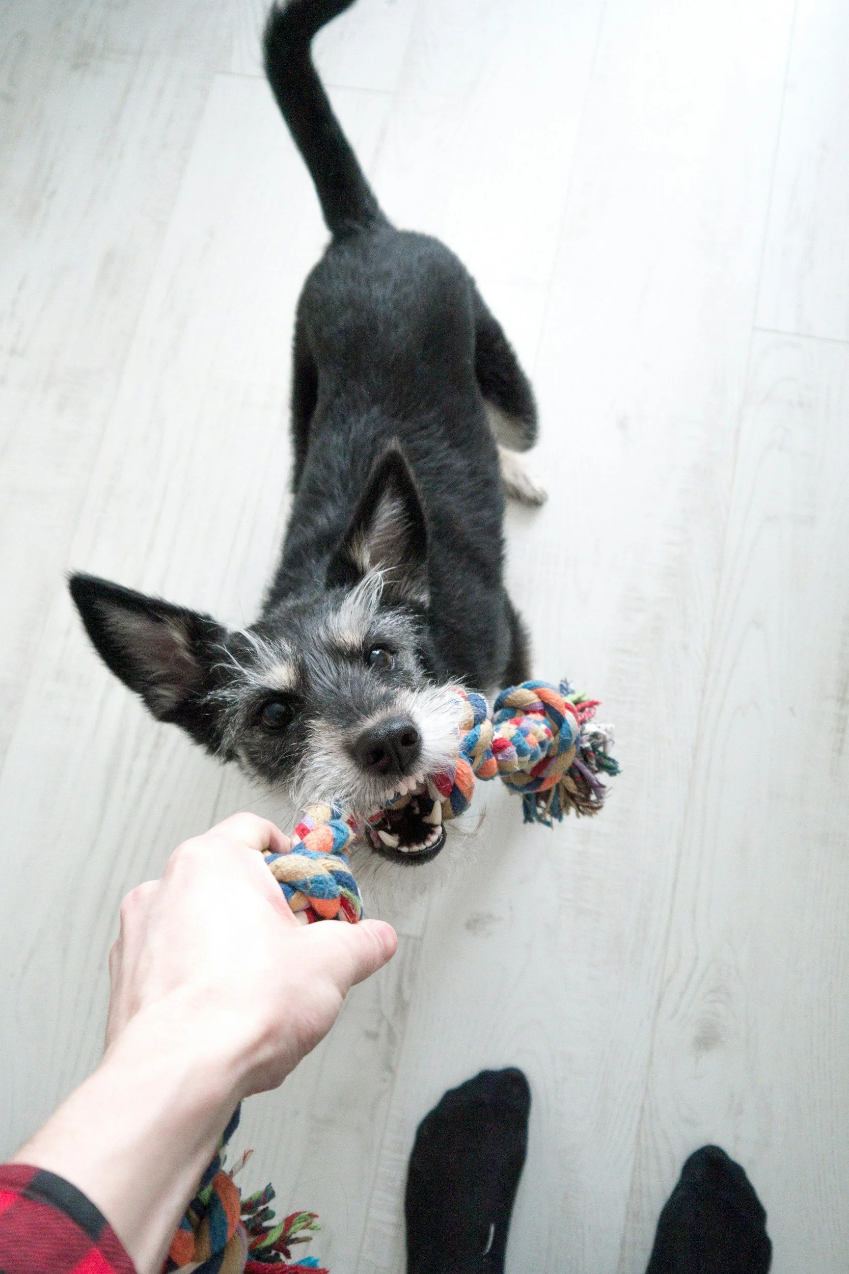 dog-training-program