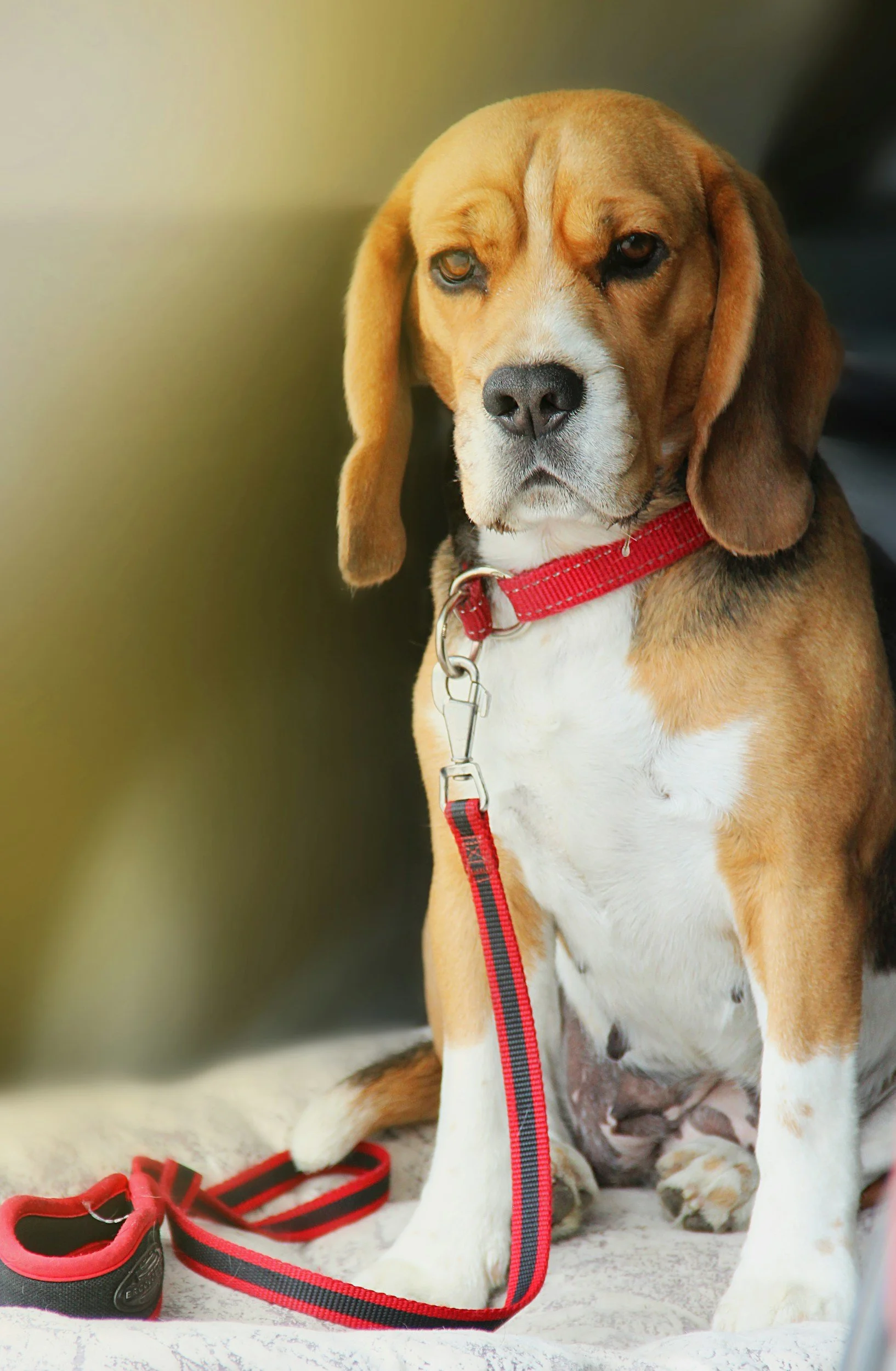 New-Doggy
