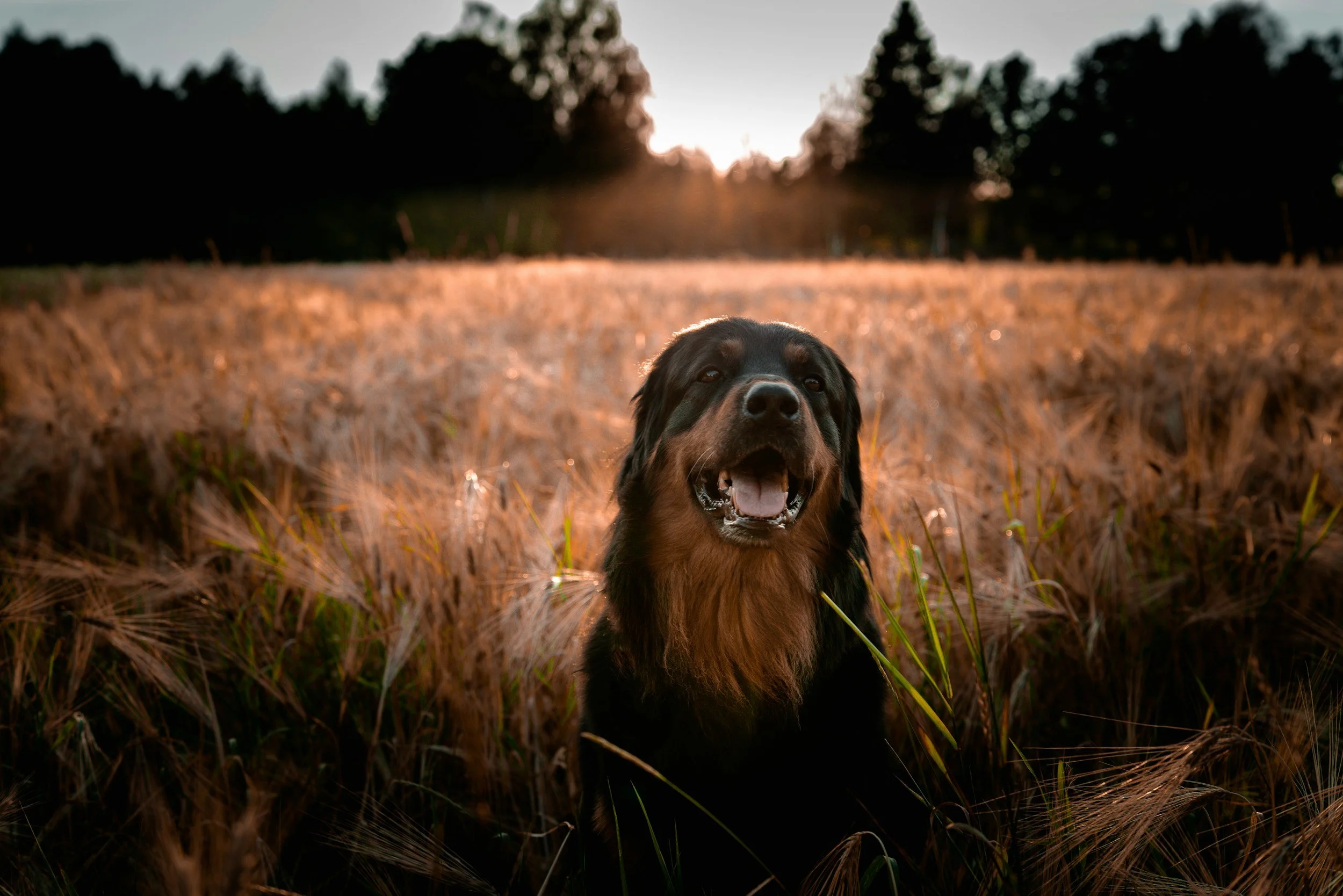 Dog-Training-Co