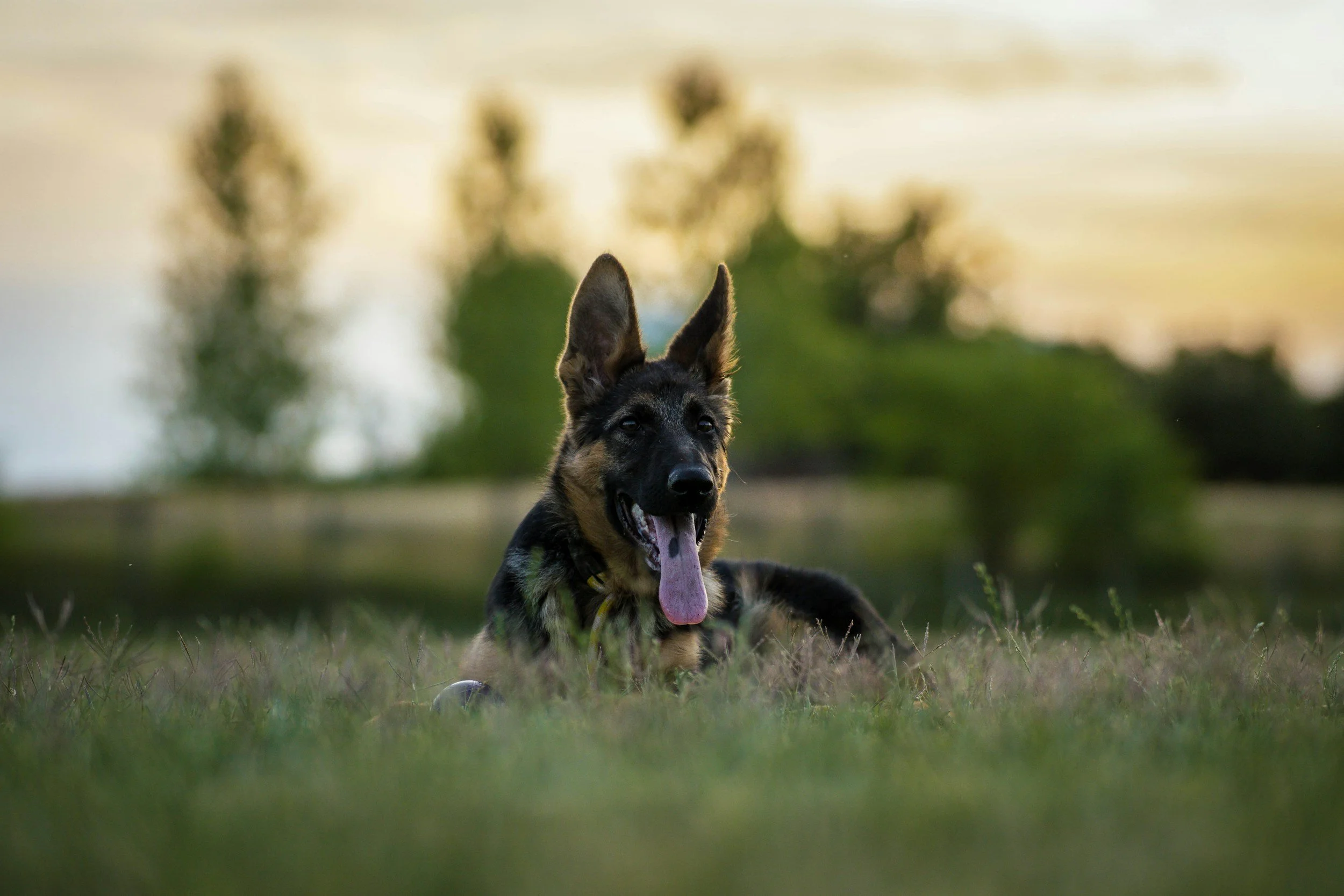 Training-Your-German-Shepherd