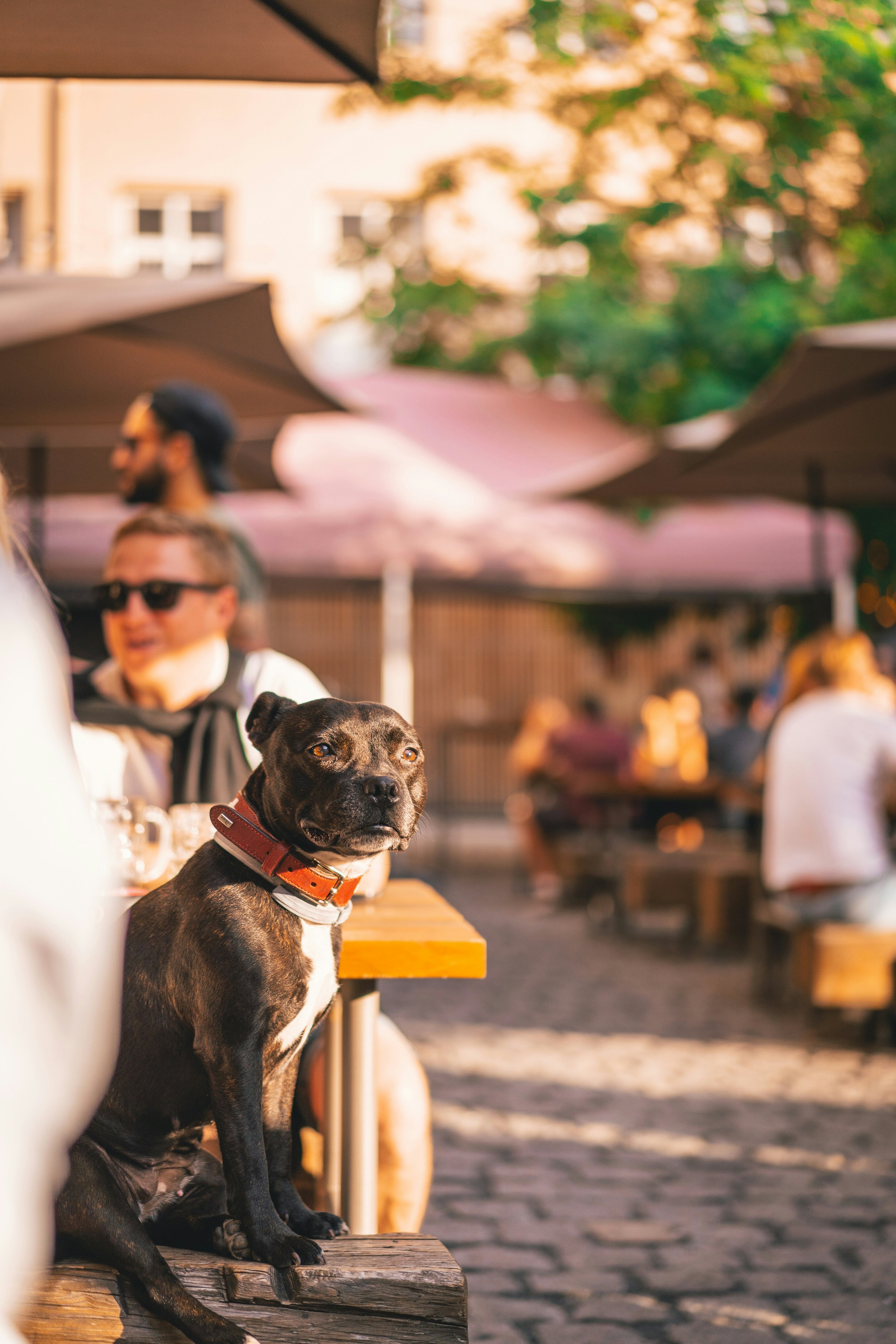 Your dog is bored. here is what you can do about it this summer.