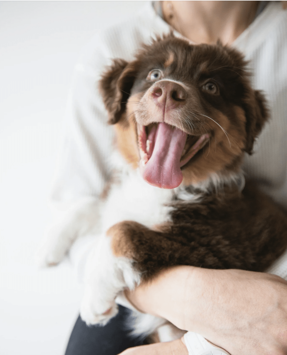Socializing Your Pup in Daly City Without Losing Your Mind
