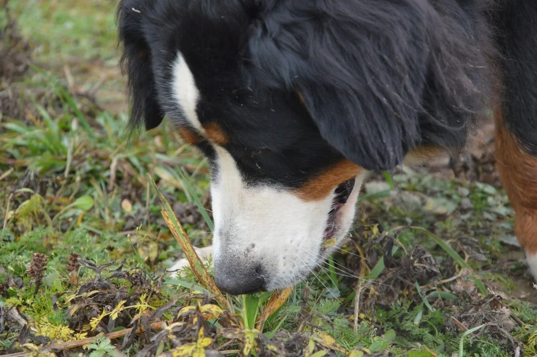A More Considered Guide to Nosework Mantrailing Training