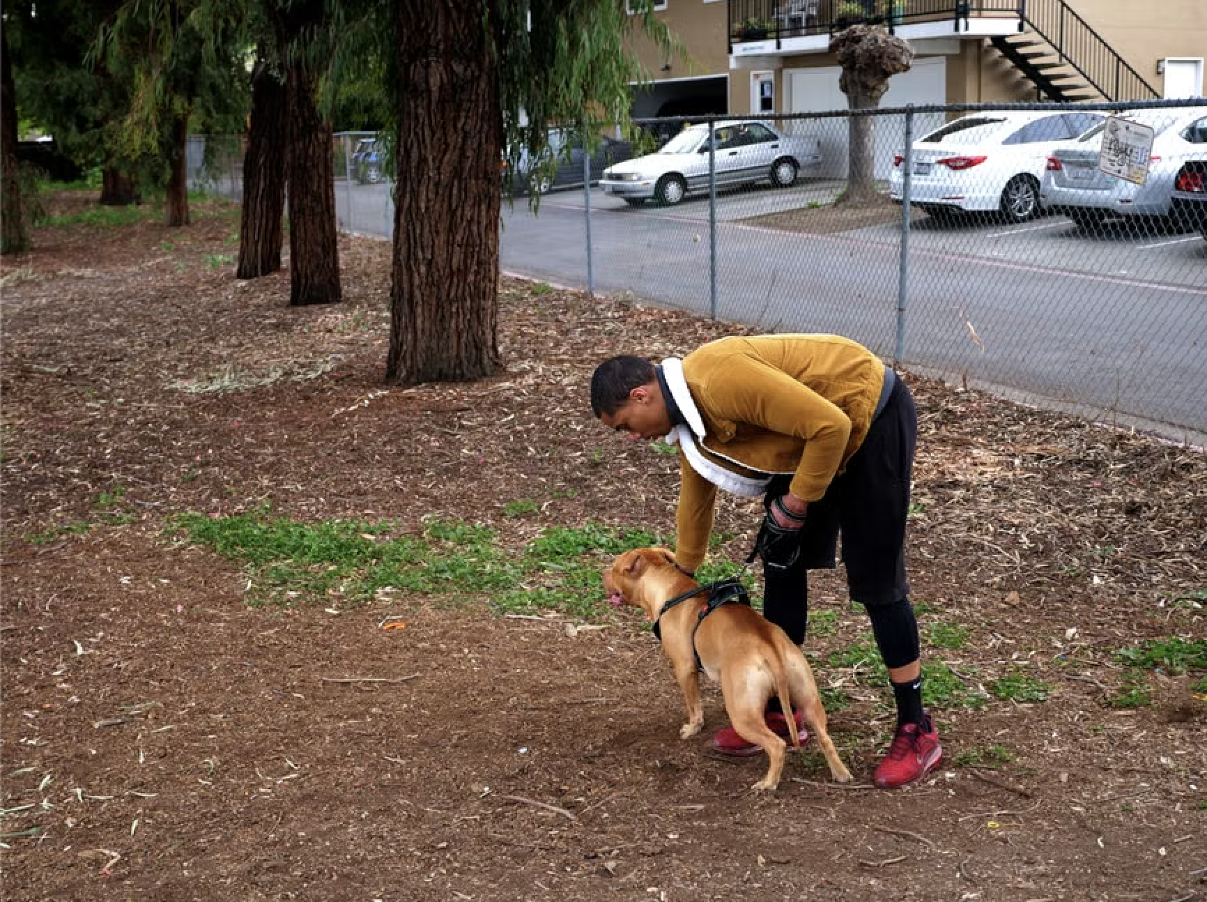 Daly City Dog Manners Training: From Chaos to Calm