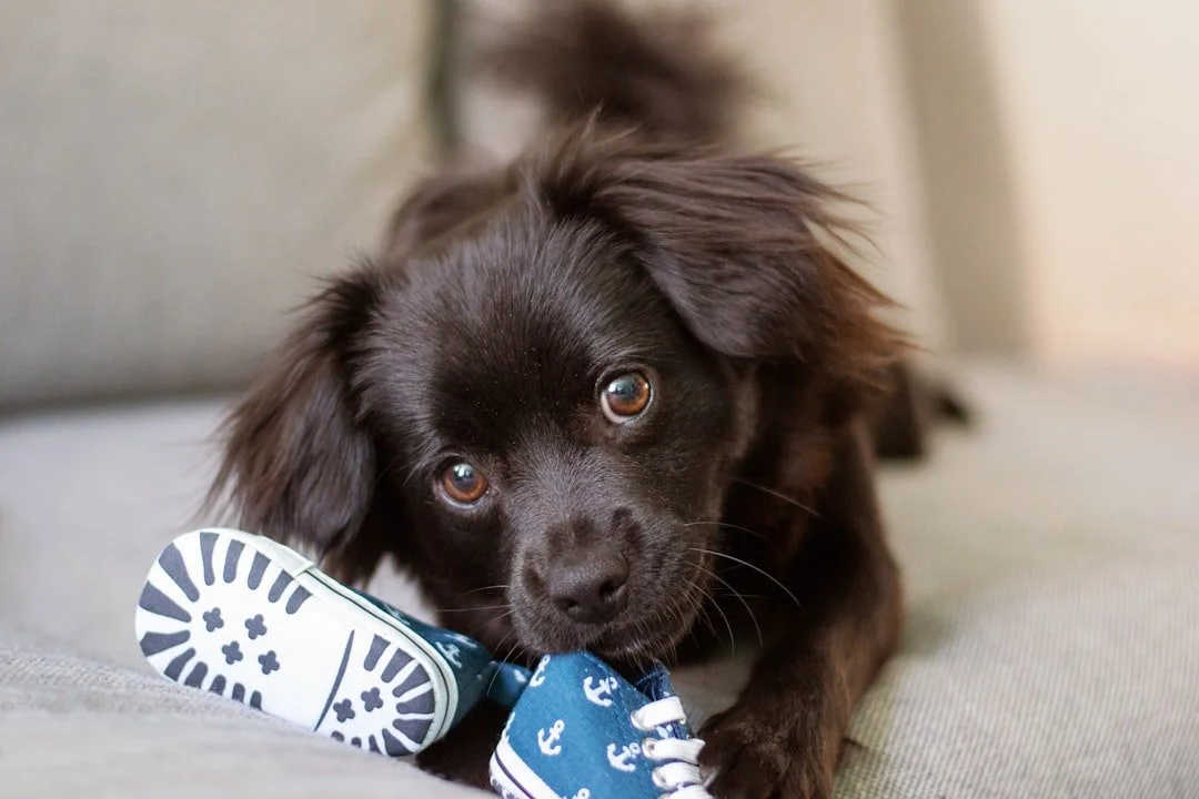 No More Chewed Shoes: Finding the Perfect Puppy Obedience Training Near You