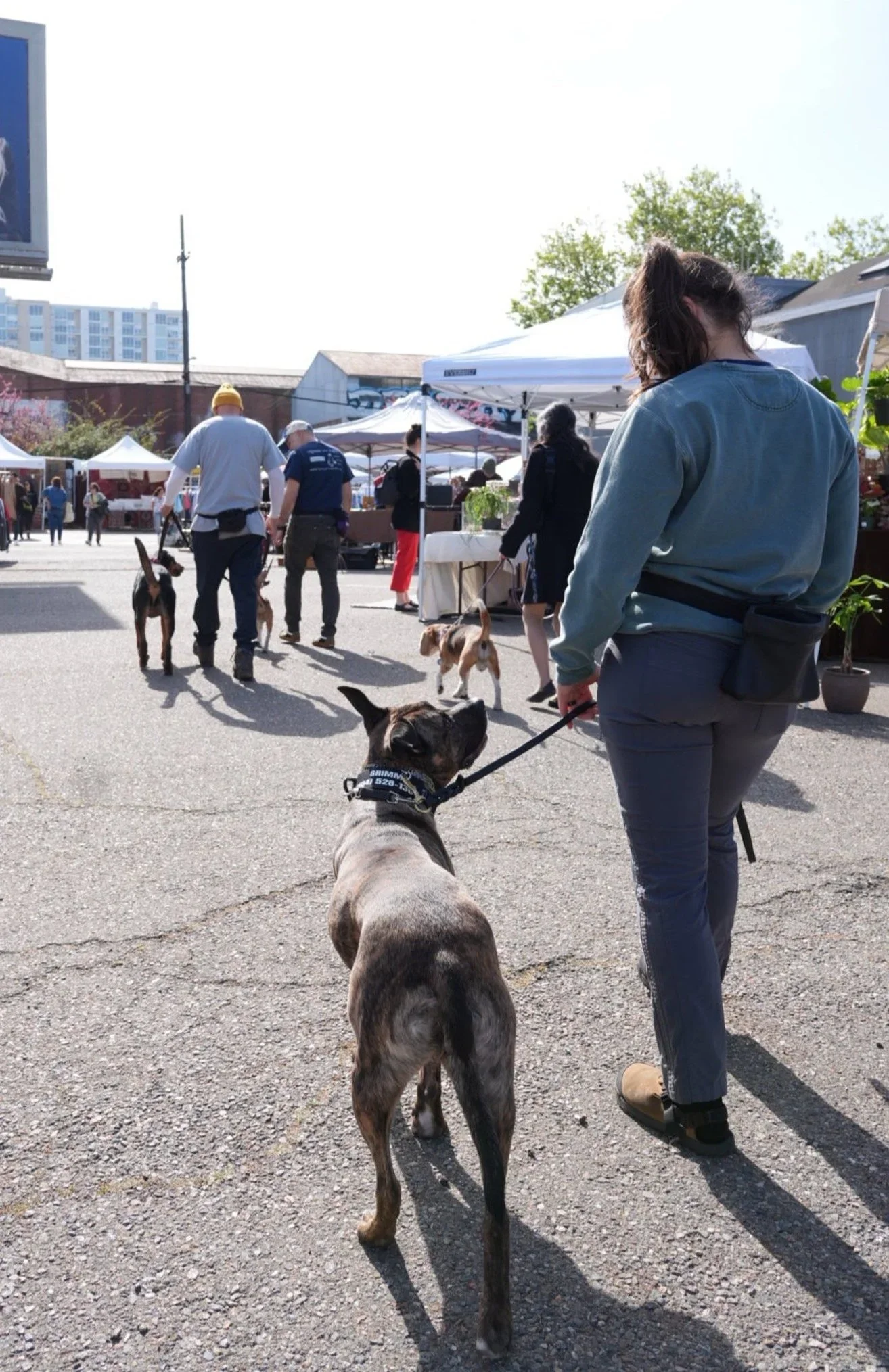 Pack Walk SF: Socializing Your Dog on the Streets of San Francisco