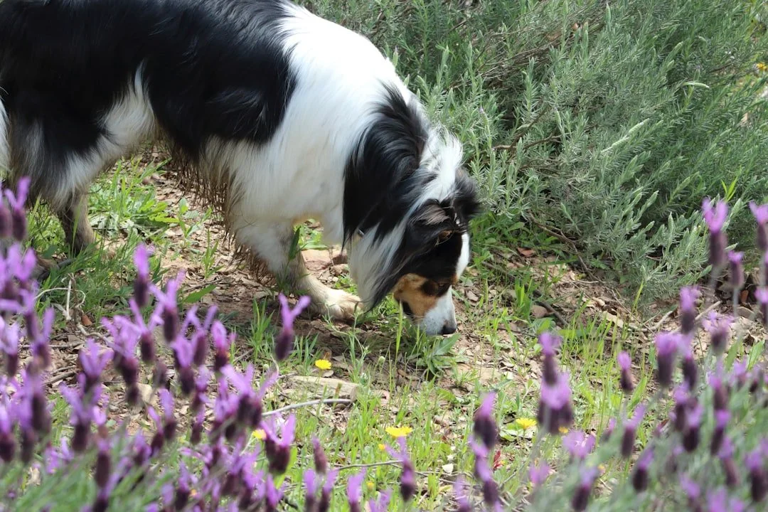 Dog Scentwork Training 101: Harness Your Pup's Natural Power