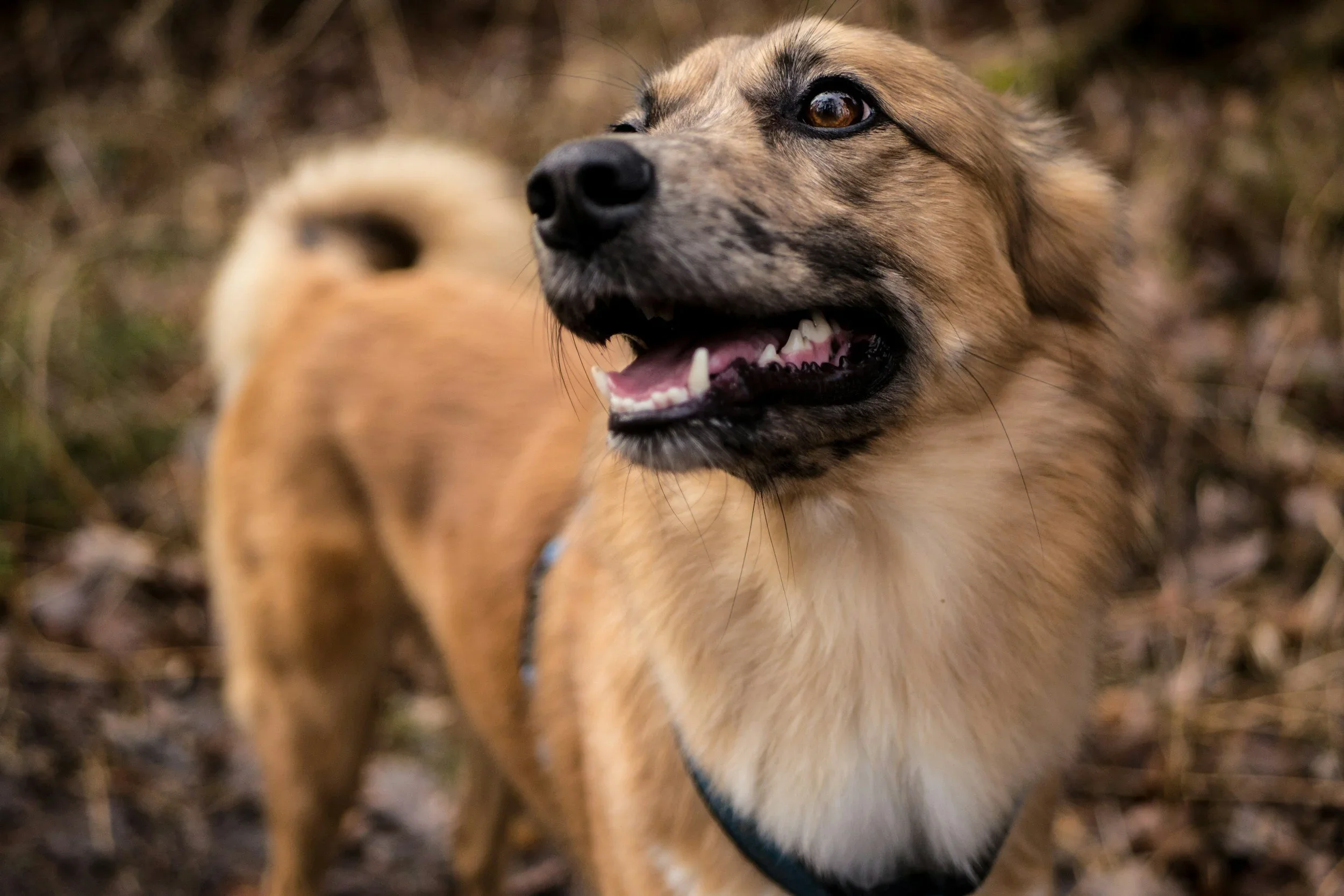 The Ultimate Guide to Canine Obedience Classes