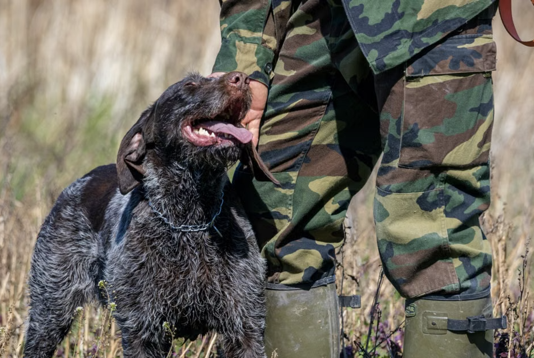 How to Start Mantrailing Dog Training Today