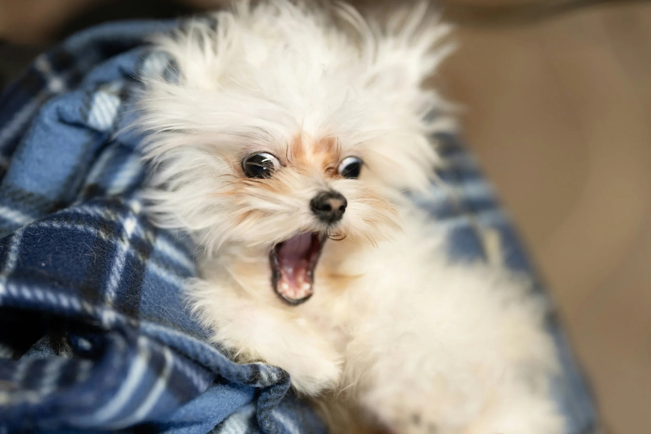 Socialization and Beyond: Why Your New Pup Needs Puppy Classes