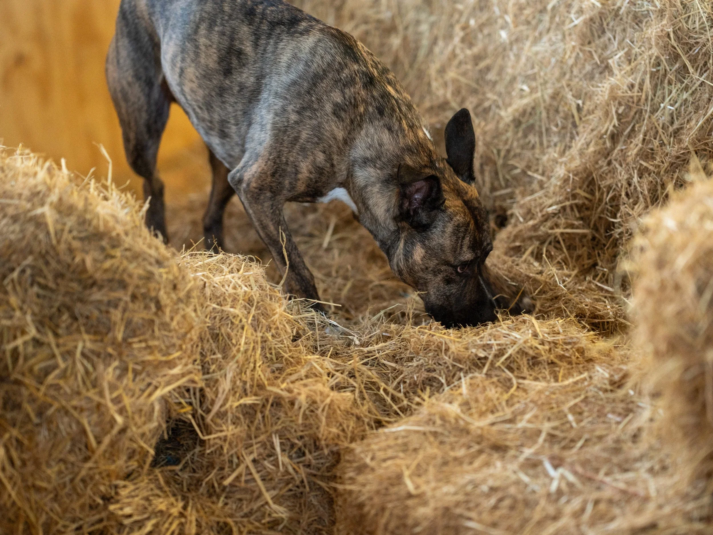 Finding the Right Dog Scentwork Class for Beginner Sniffers