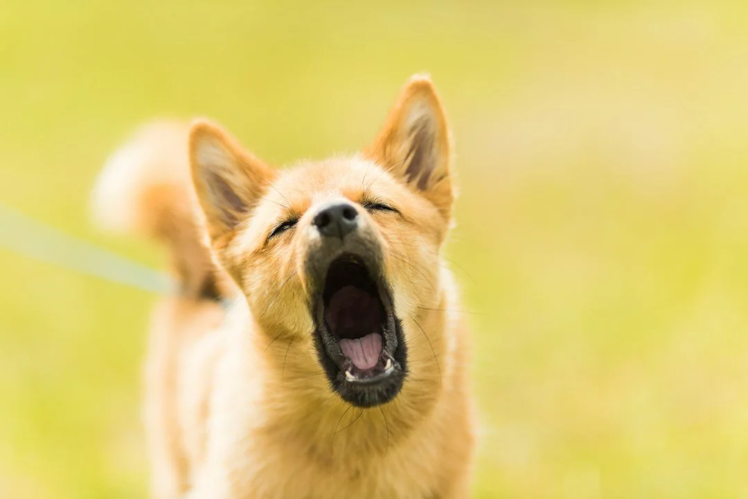 The Friendly Yapper: Training Your Puppy to Ignore Other Dogs