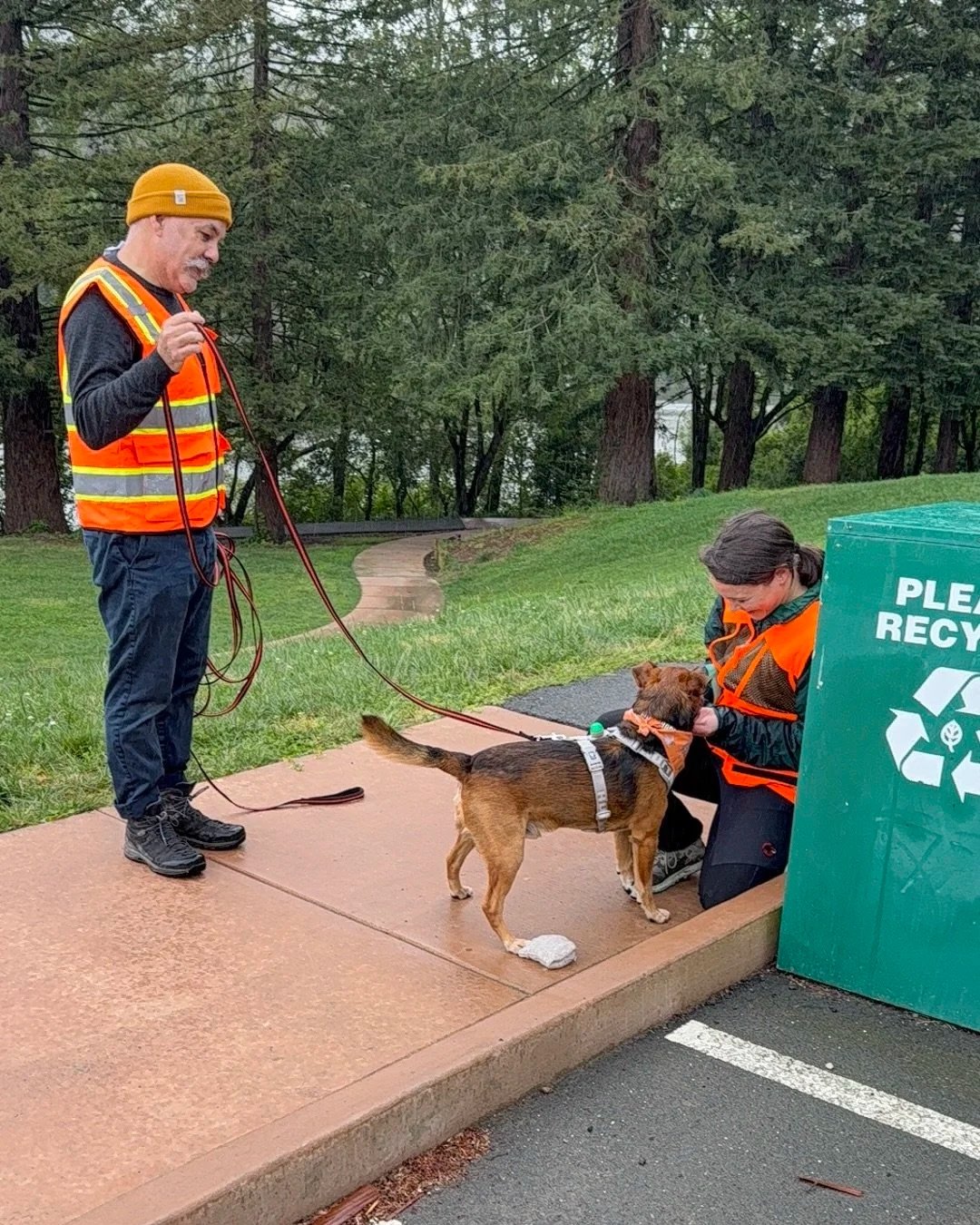 Dog finding a person during mantrailing.