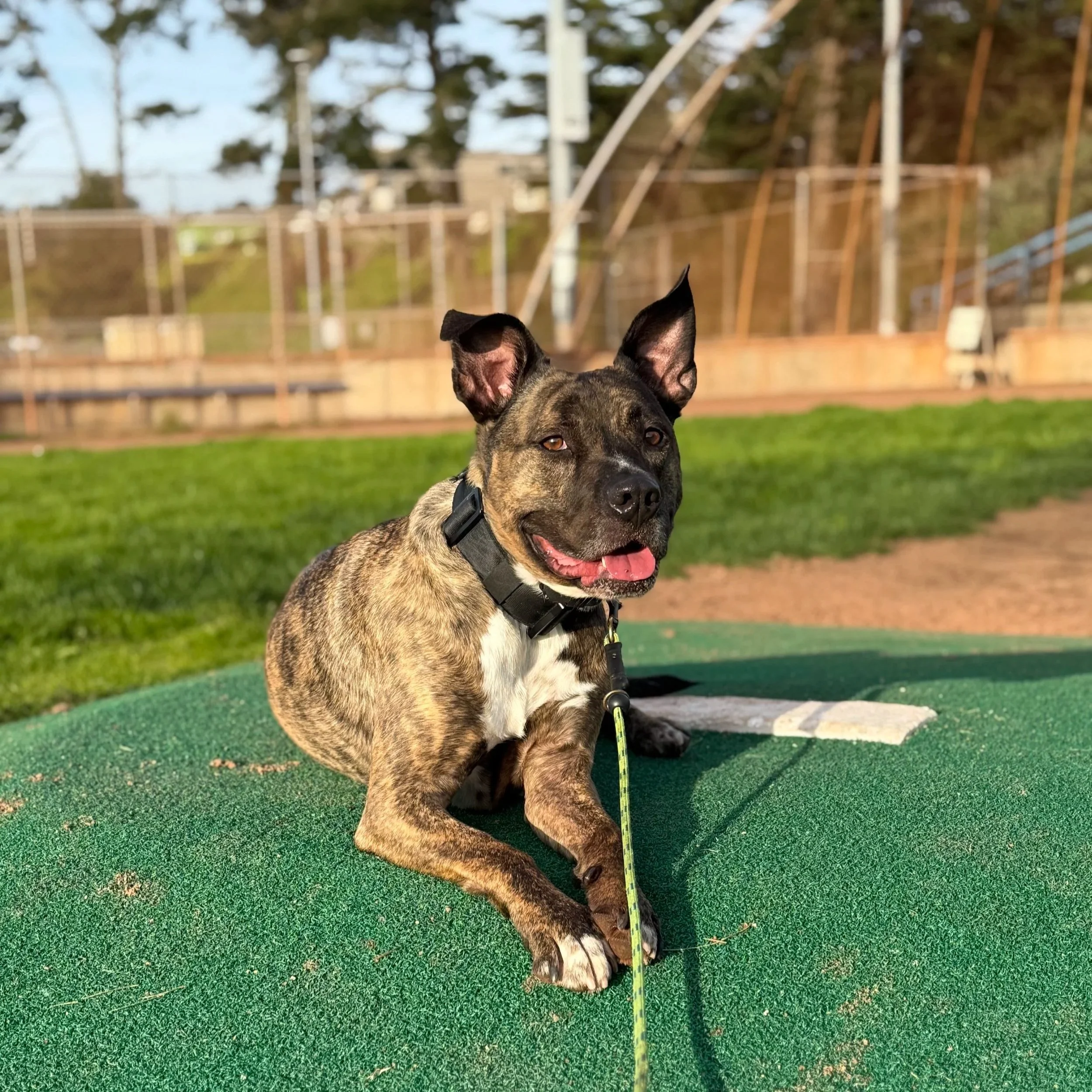 Dog-Training-Complete-Package