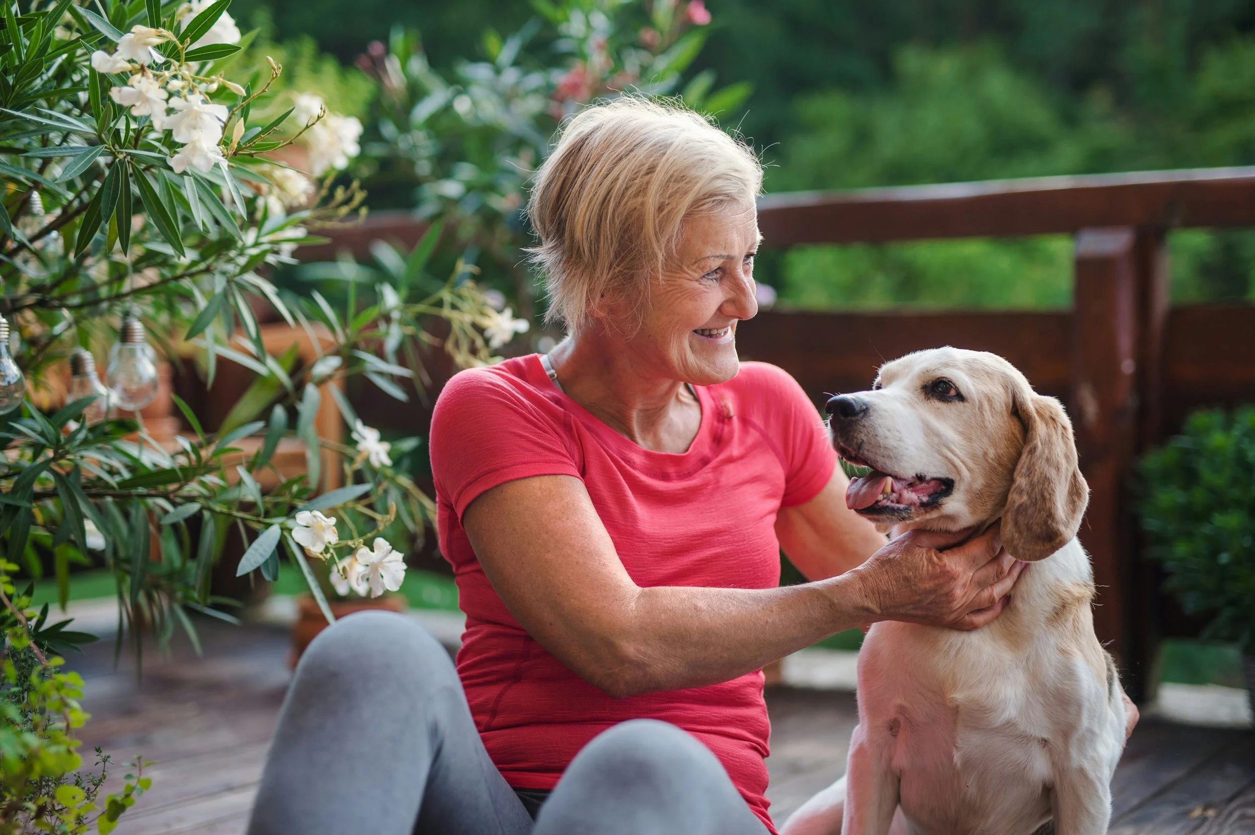 Summer-dog-training-classes